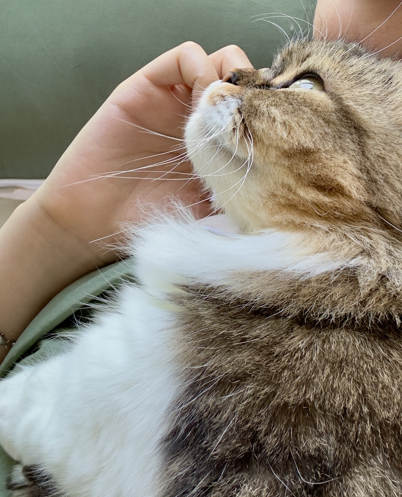 후추(구 태주) 임보 3개월 차 이야기_그녀는 천사냥..