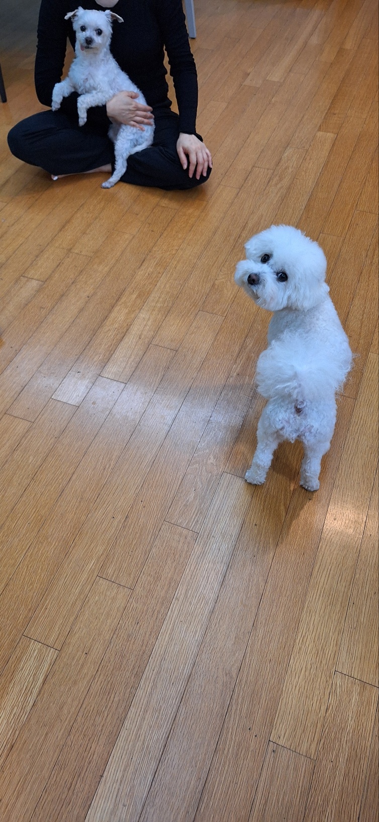 우리집에 온 바로