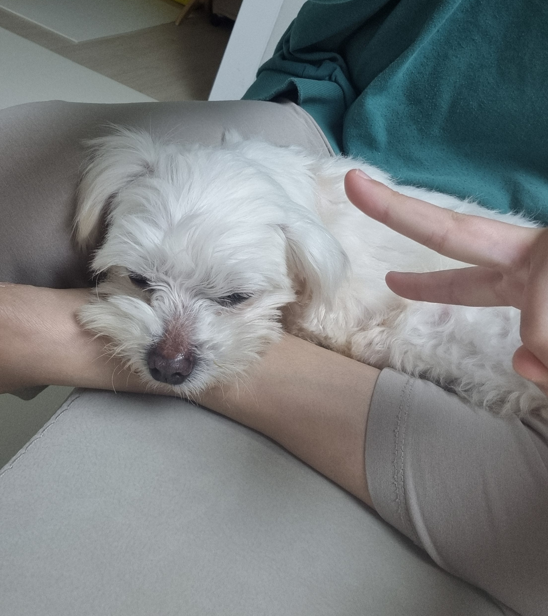 티코 입양 1주일