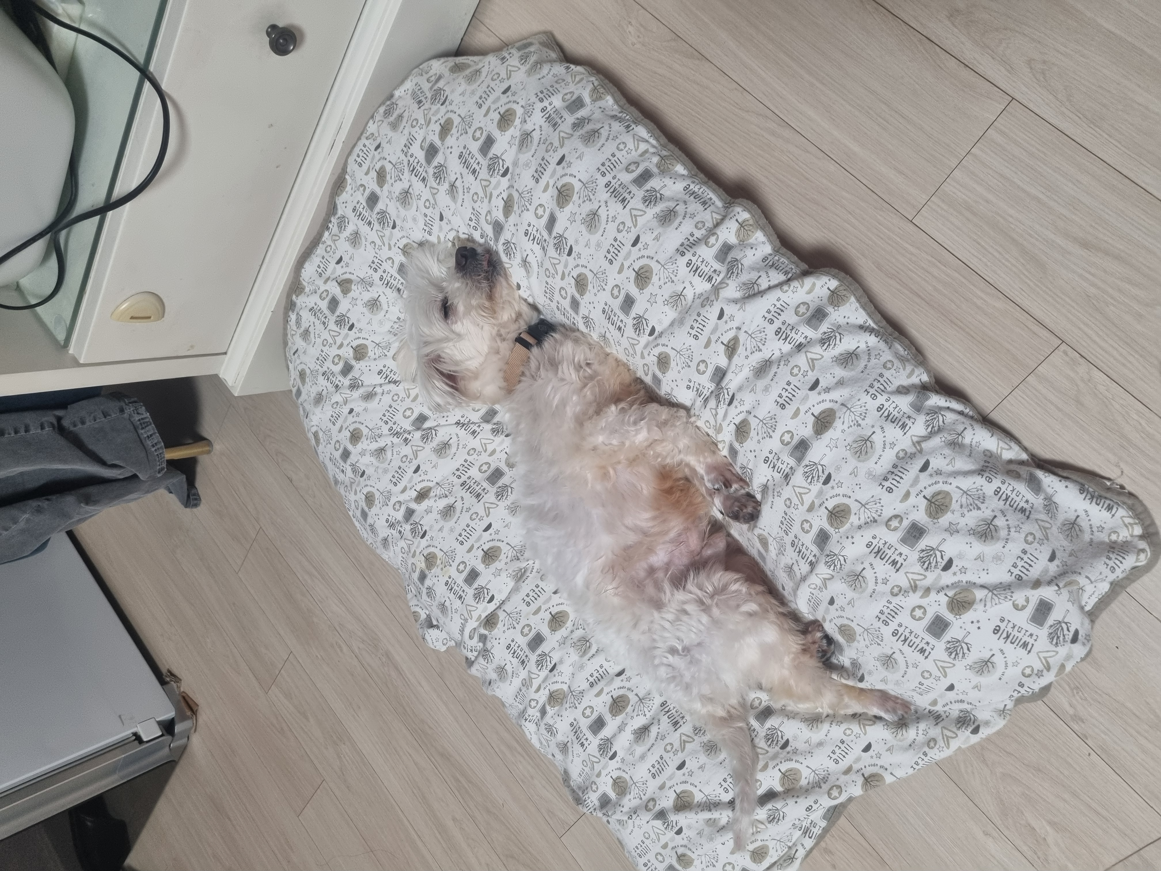 티코 입양 1주일