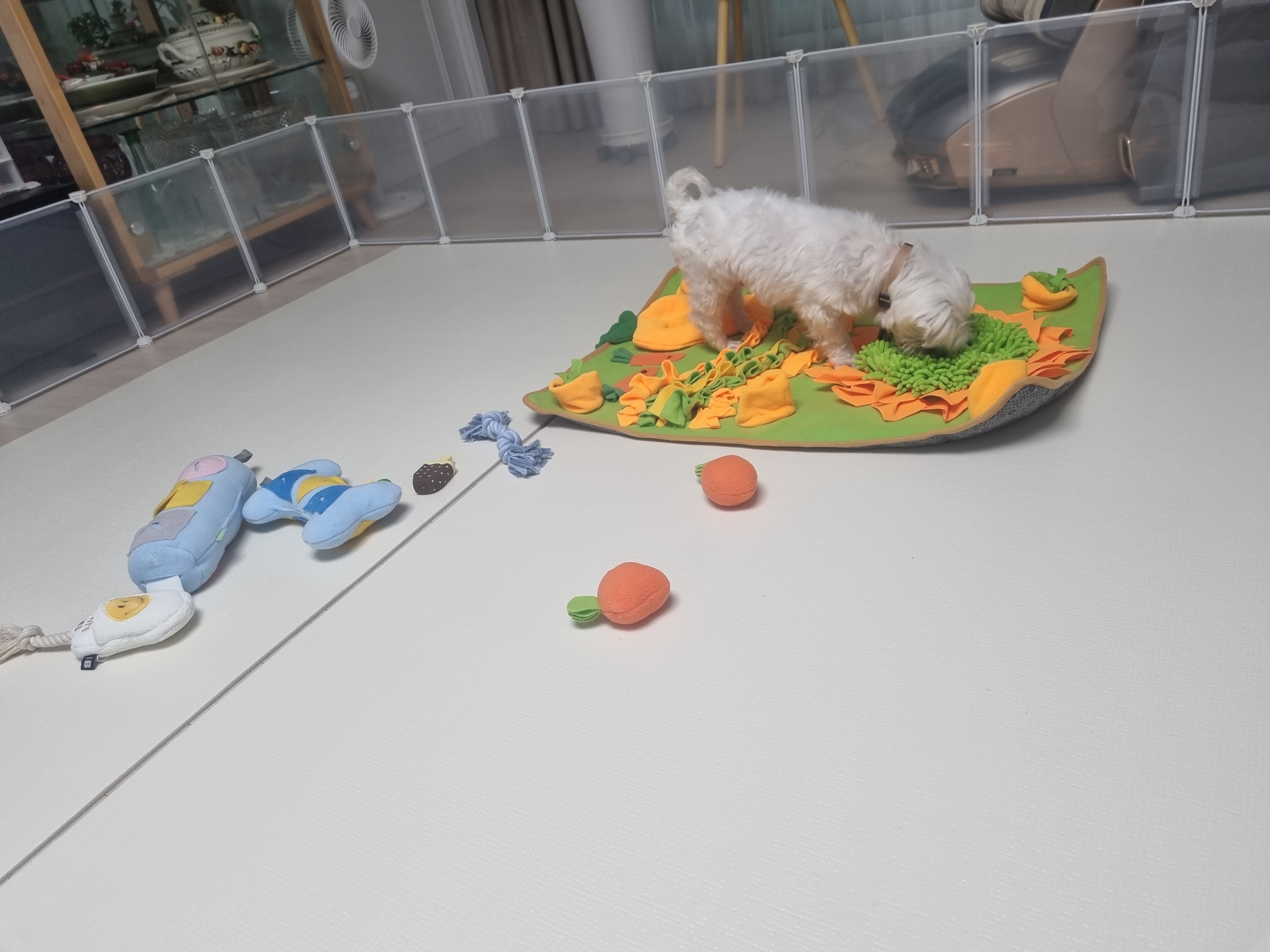 티코 입양 1주일