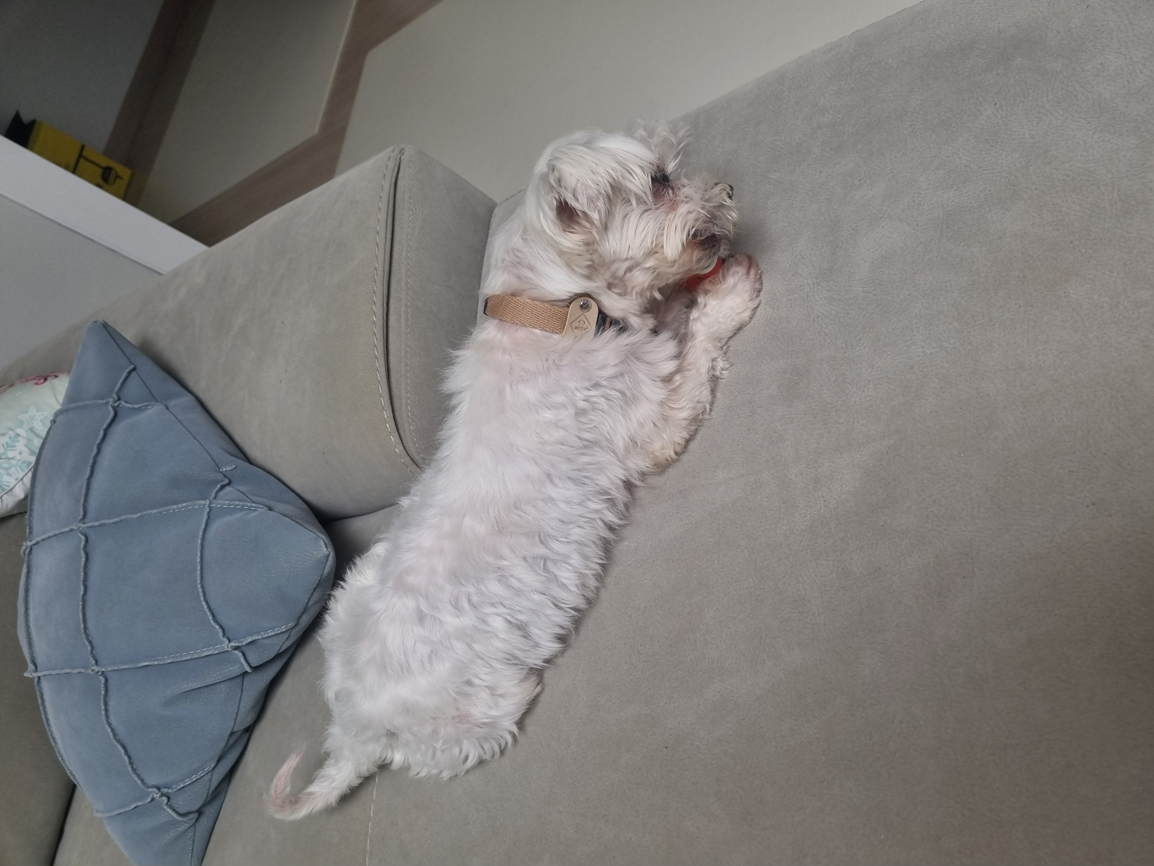 티코 입양 1주일