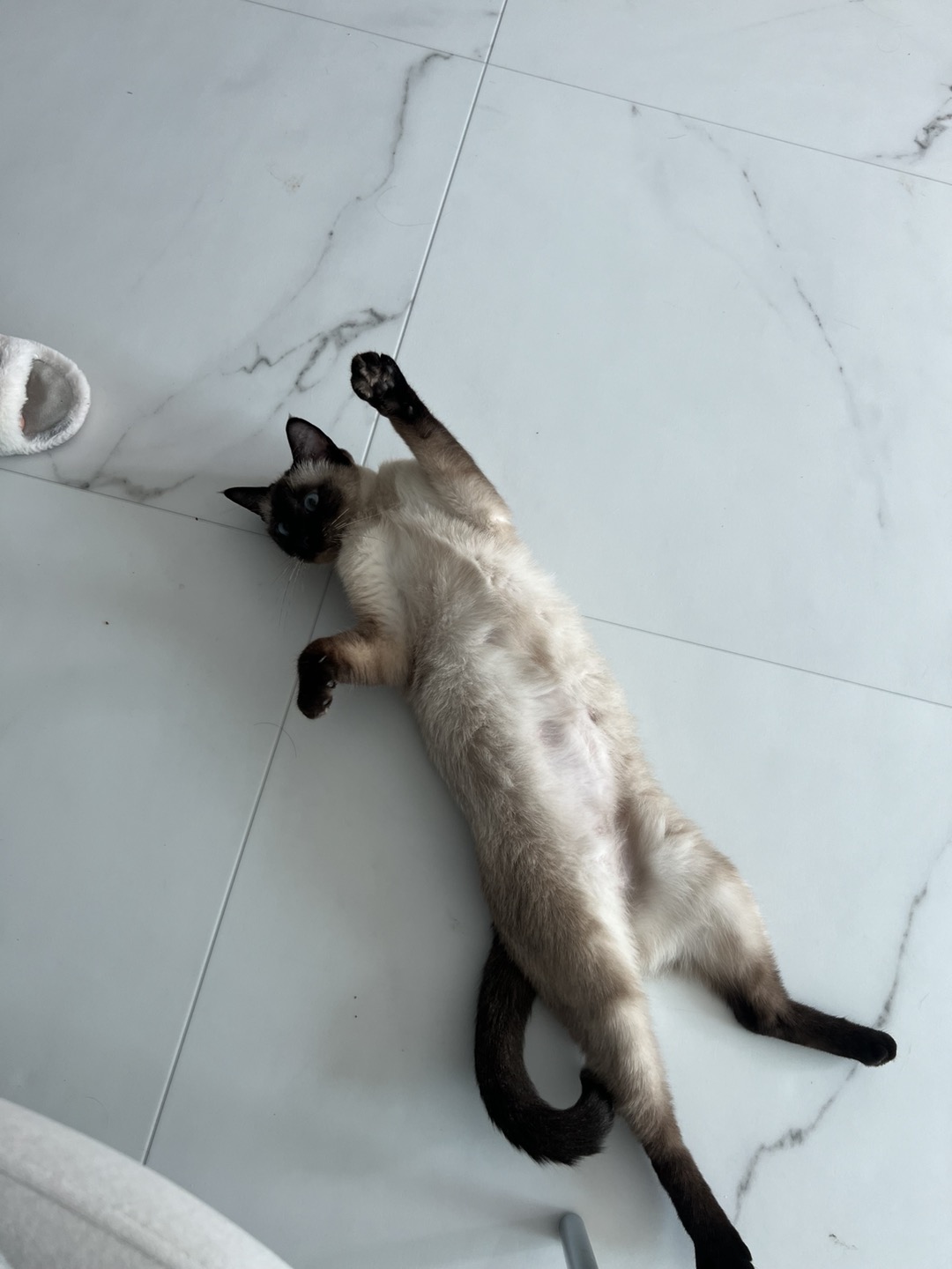 벨라 입양 일주일 잘 지내요~