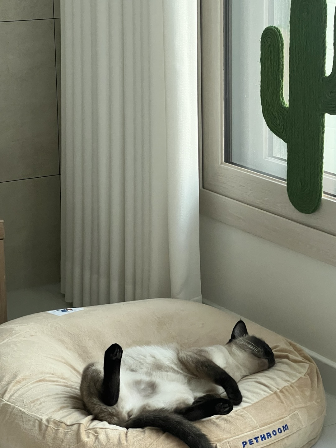 벨라 입양 일주일 잘 지내요~