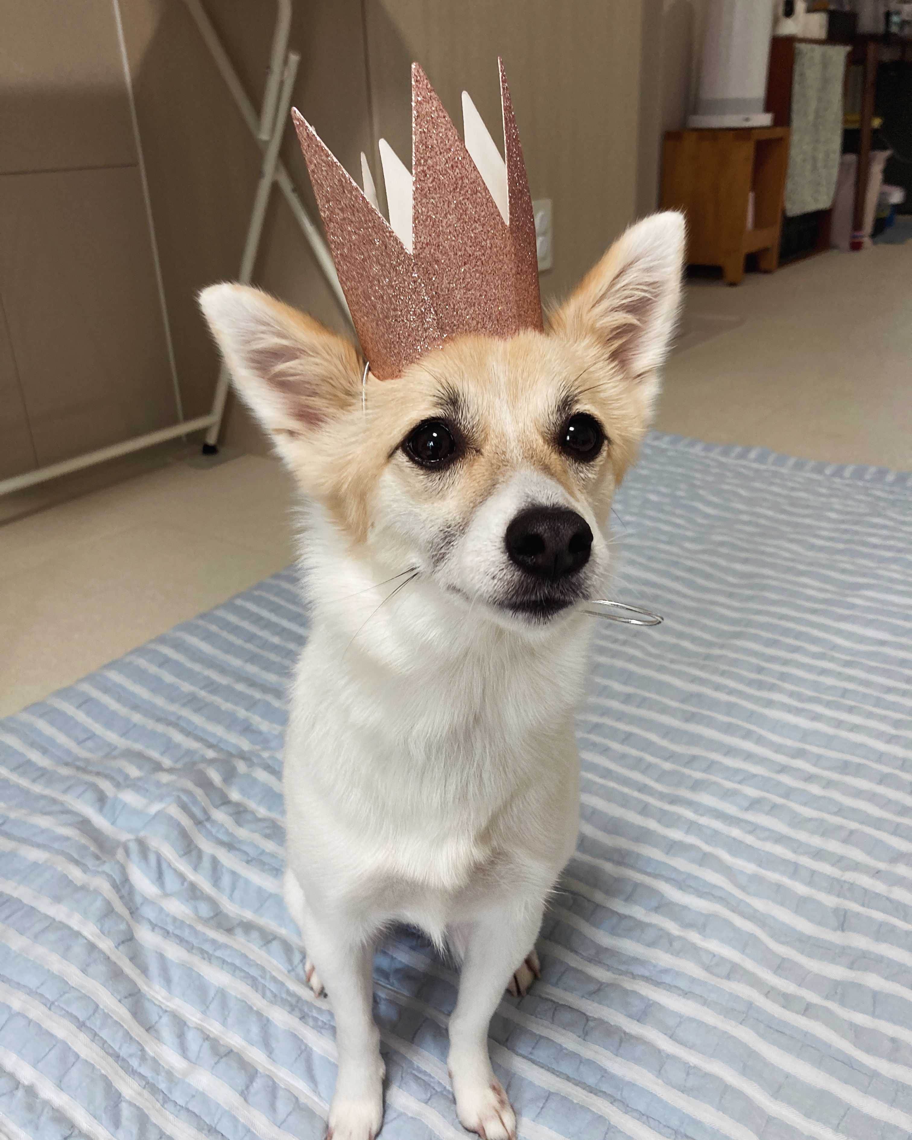 로이(달빛이) 입양 200일~ 