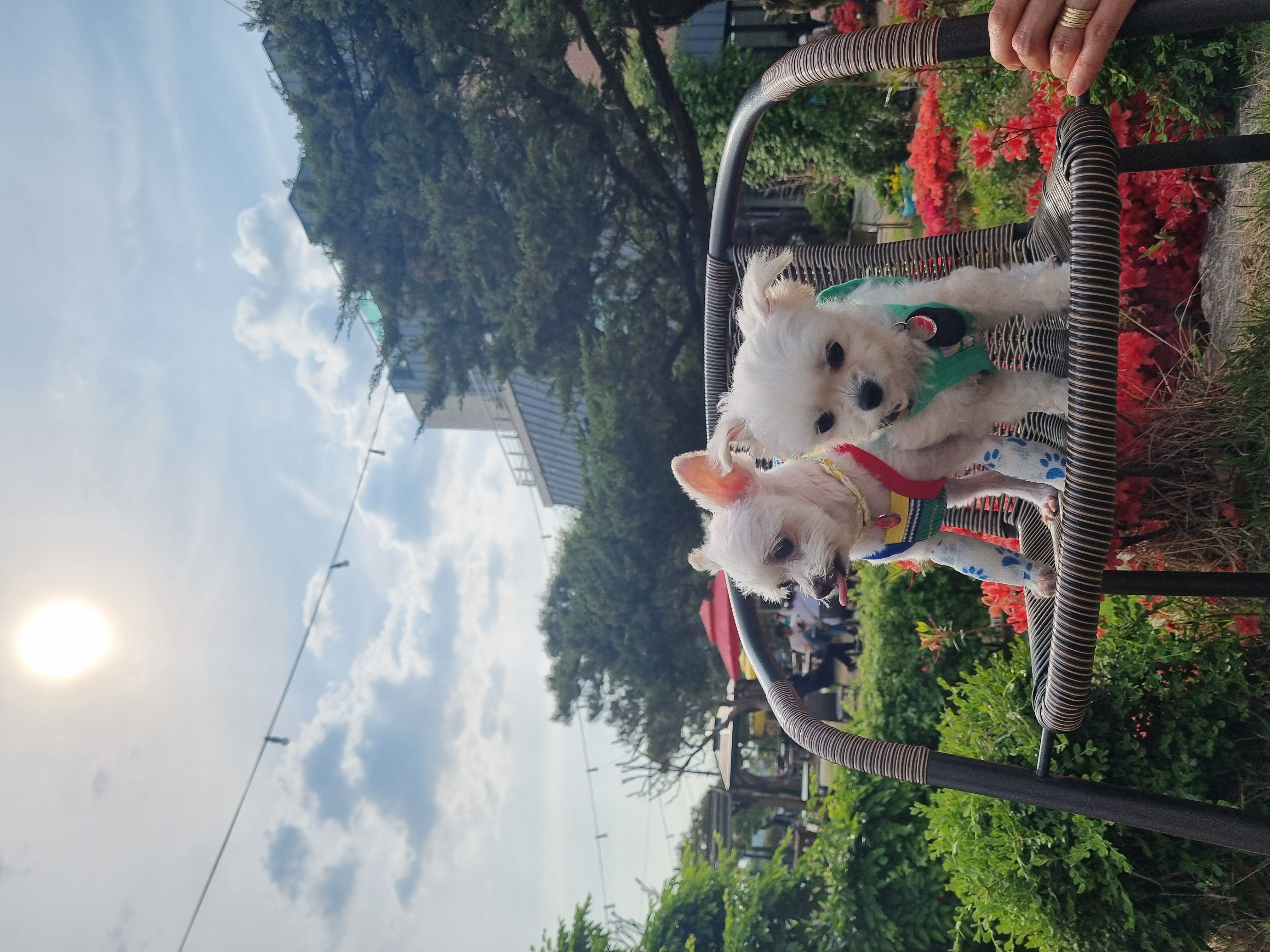 [임보] 마리와 함께 맞이한 봄날🌸