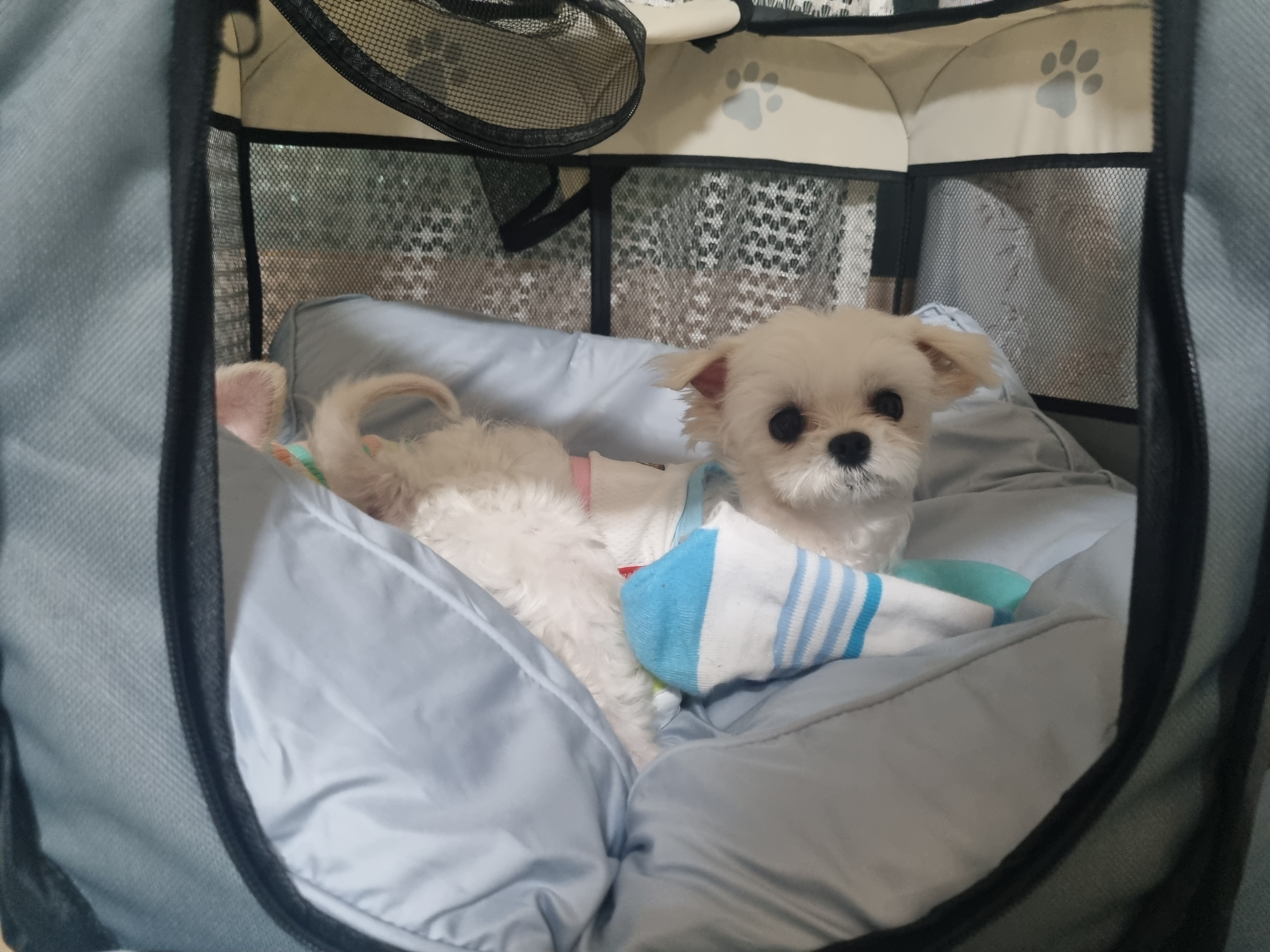 [임보] 마리와 함께 맞이한 봄날🌸