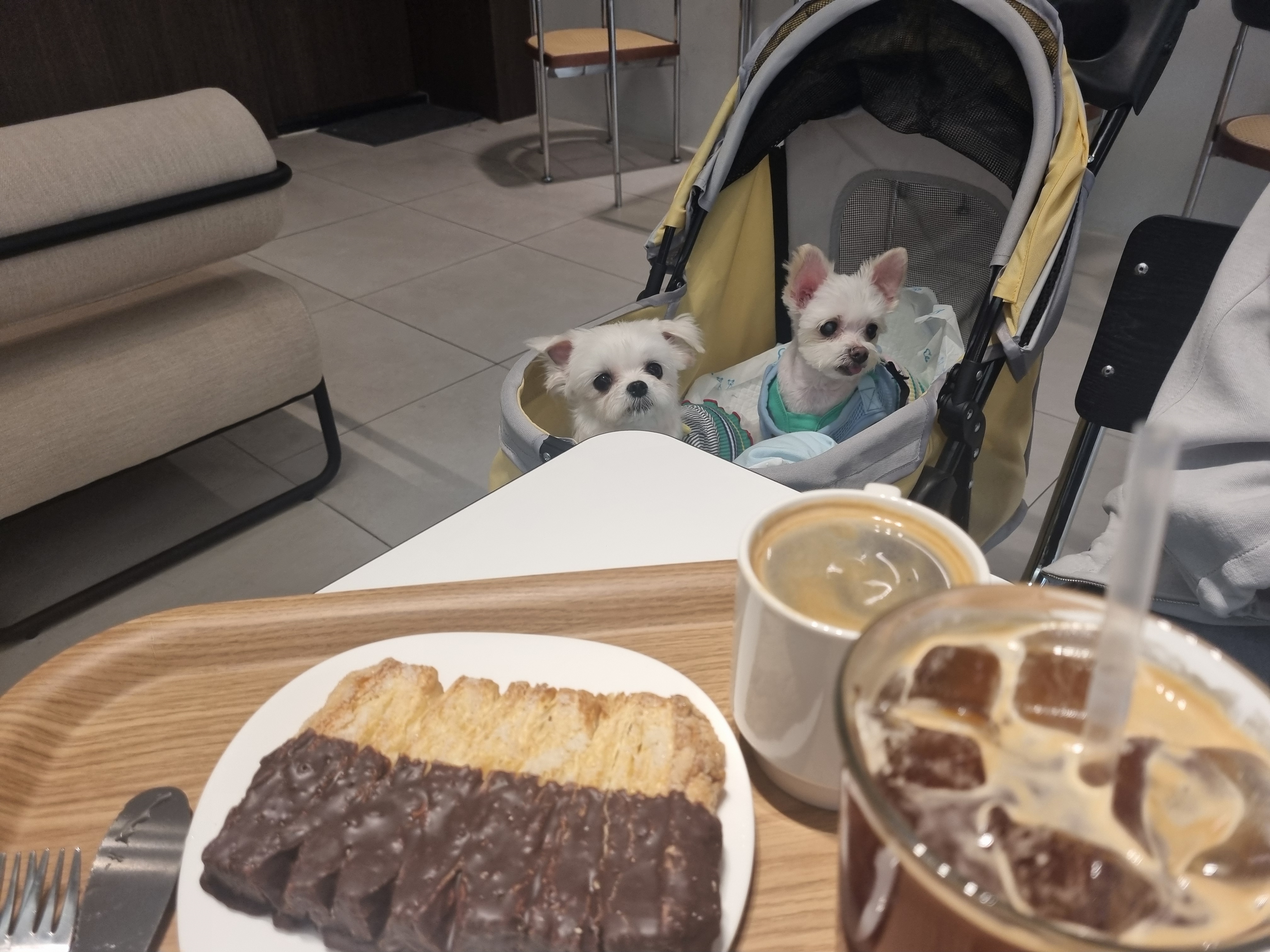 [임보] 마리와 함께 맞이한 봄날🌸