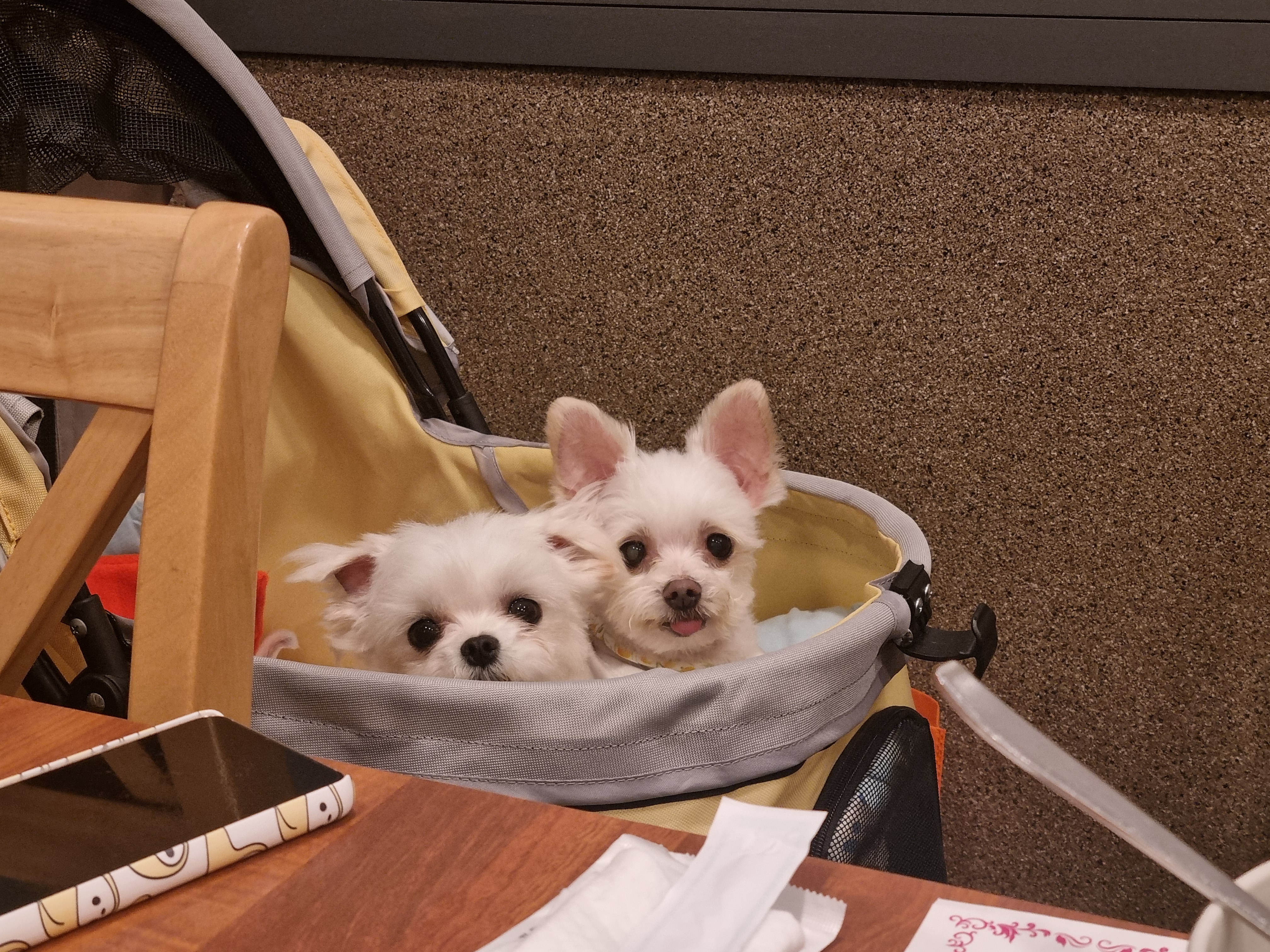 [임보] 마리와 함께 맞이한 봄날🌸