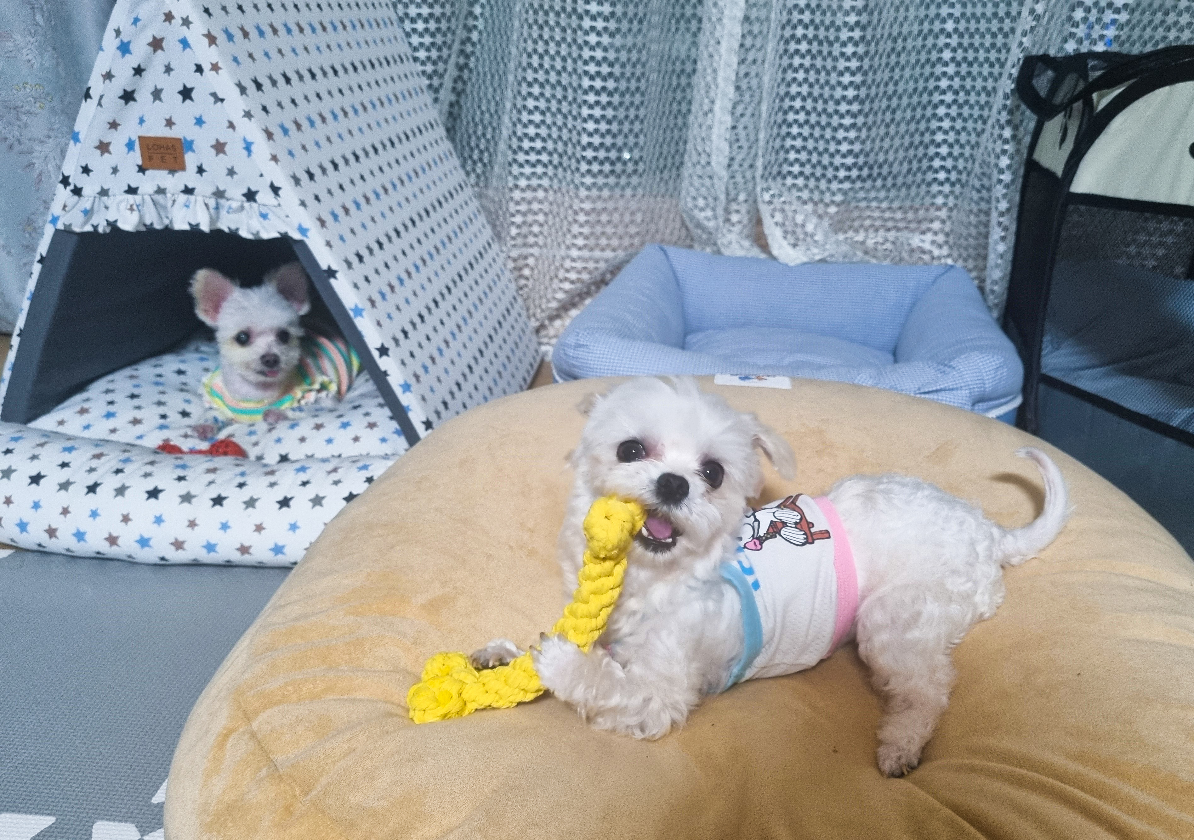 [임보] 마리와 함께 맞이한 봄날🌸