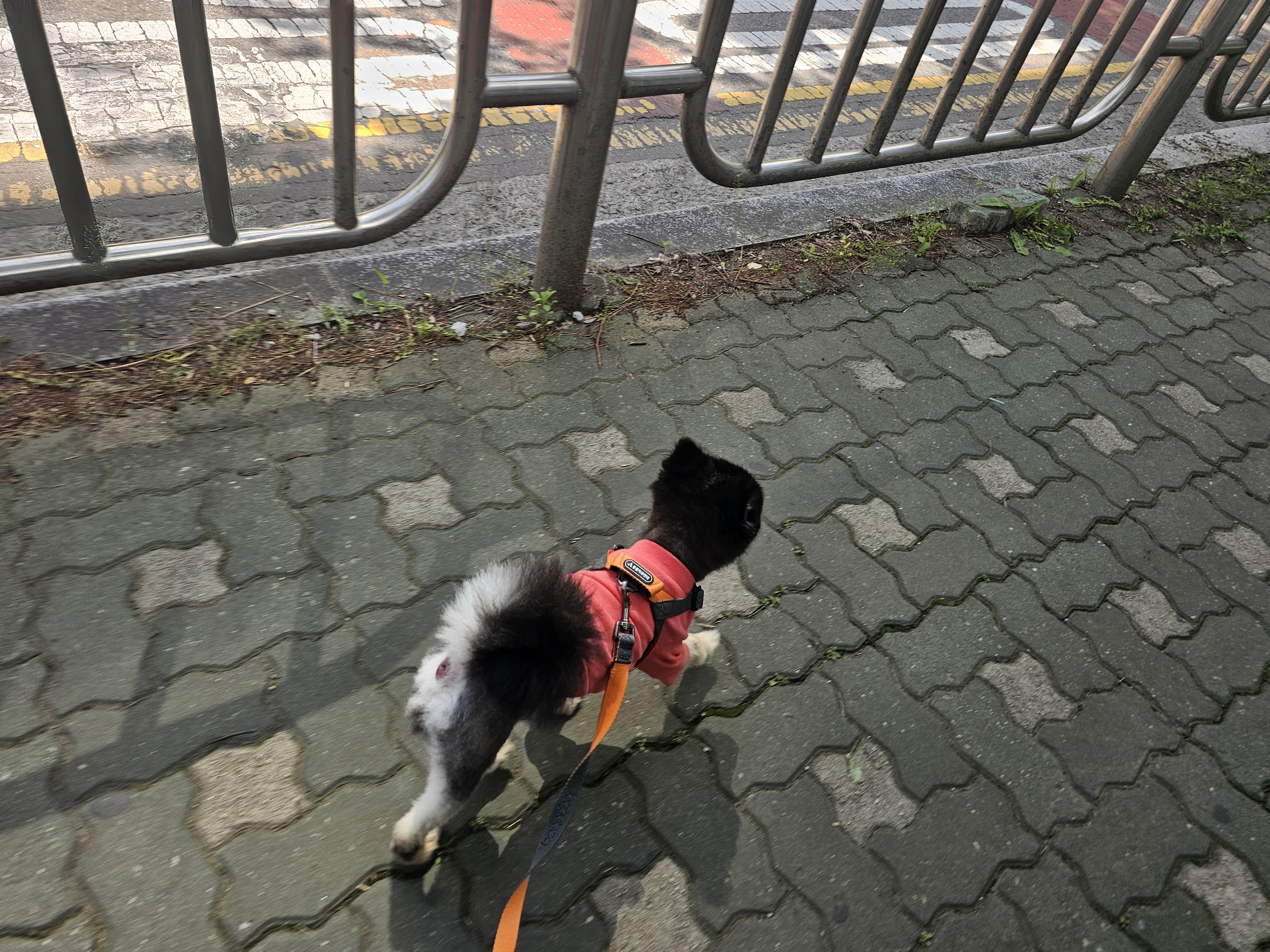 하초와 함께한 행복한 한달!