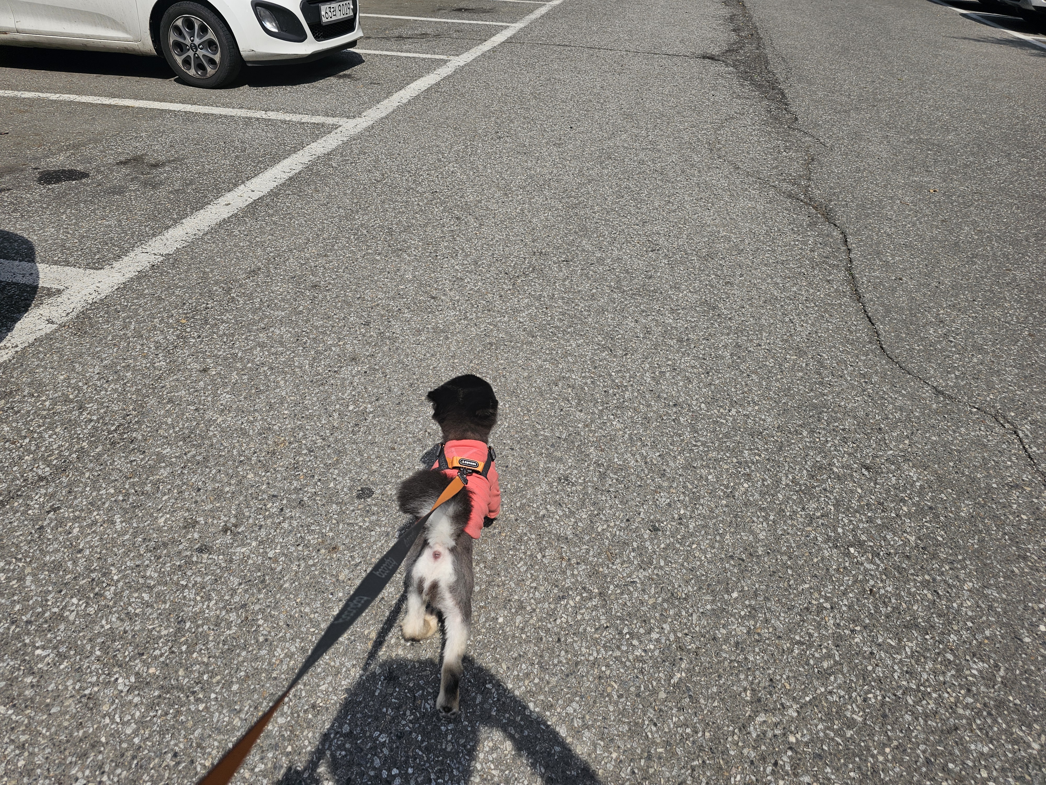 하초와 함께한 행복한 한달!