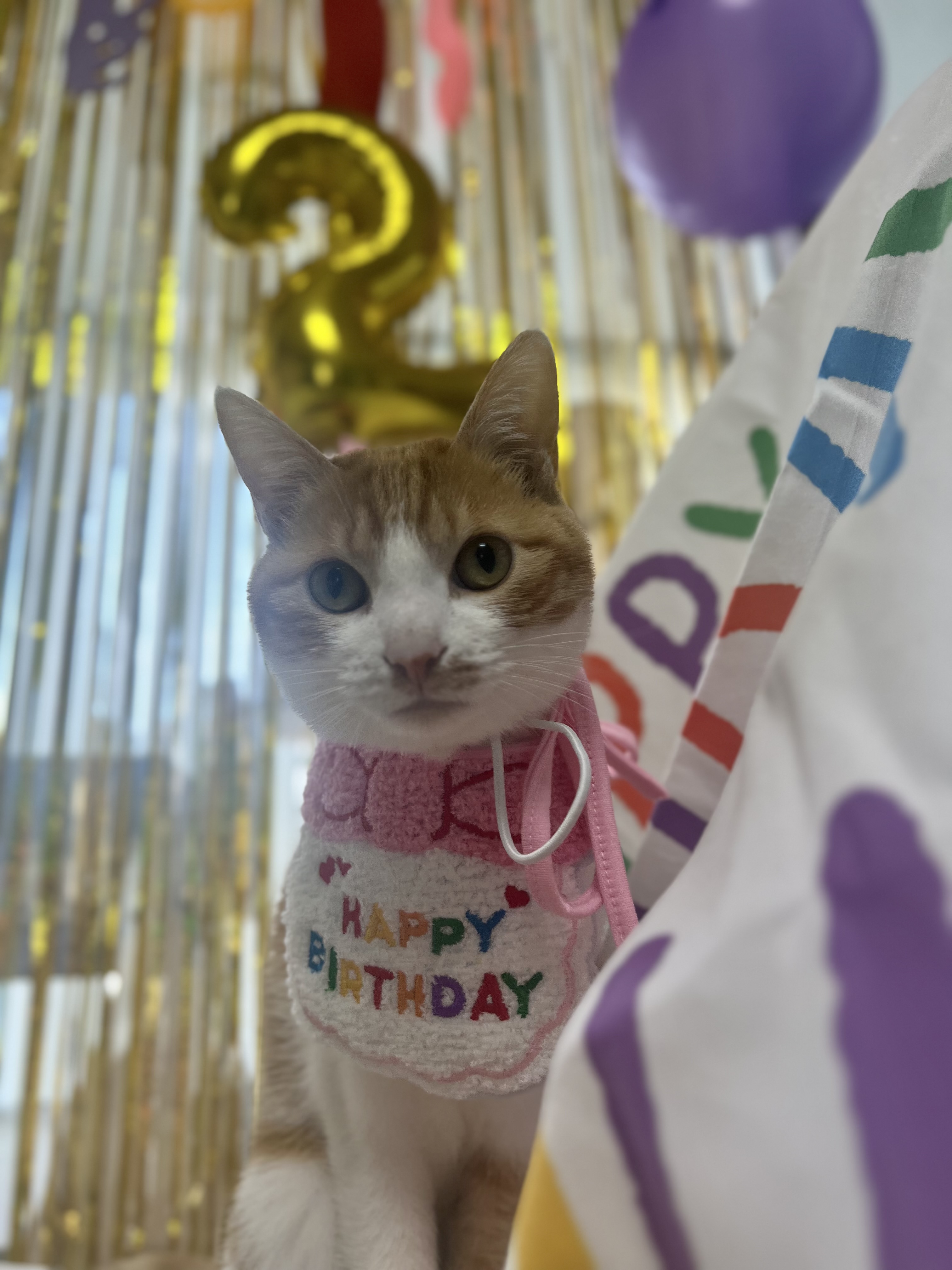 차니와 바니 (용감@씩씩이)