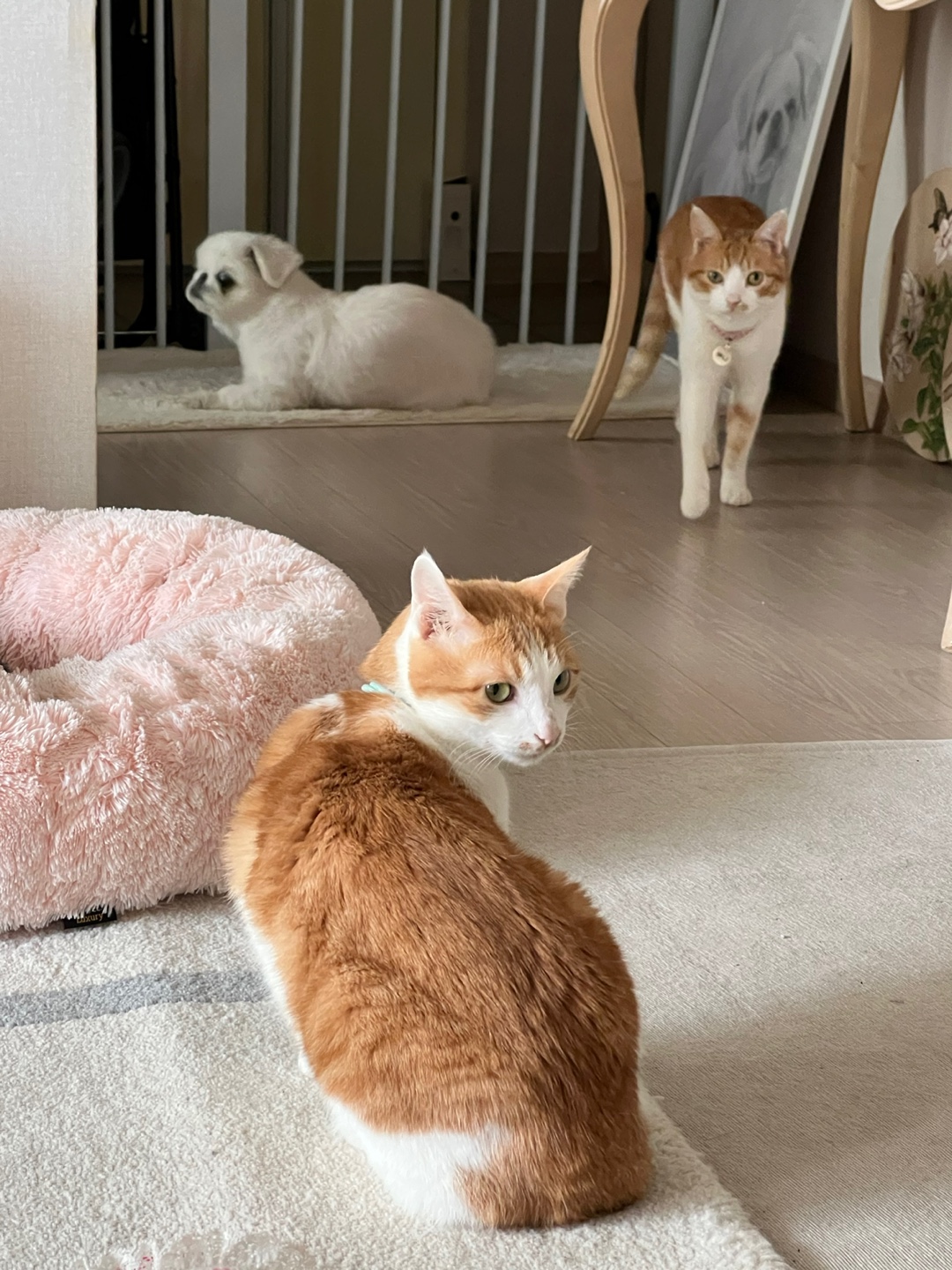 차니와 바니 (용감@씩씩이)