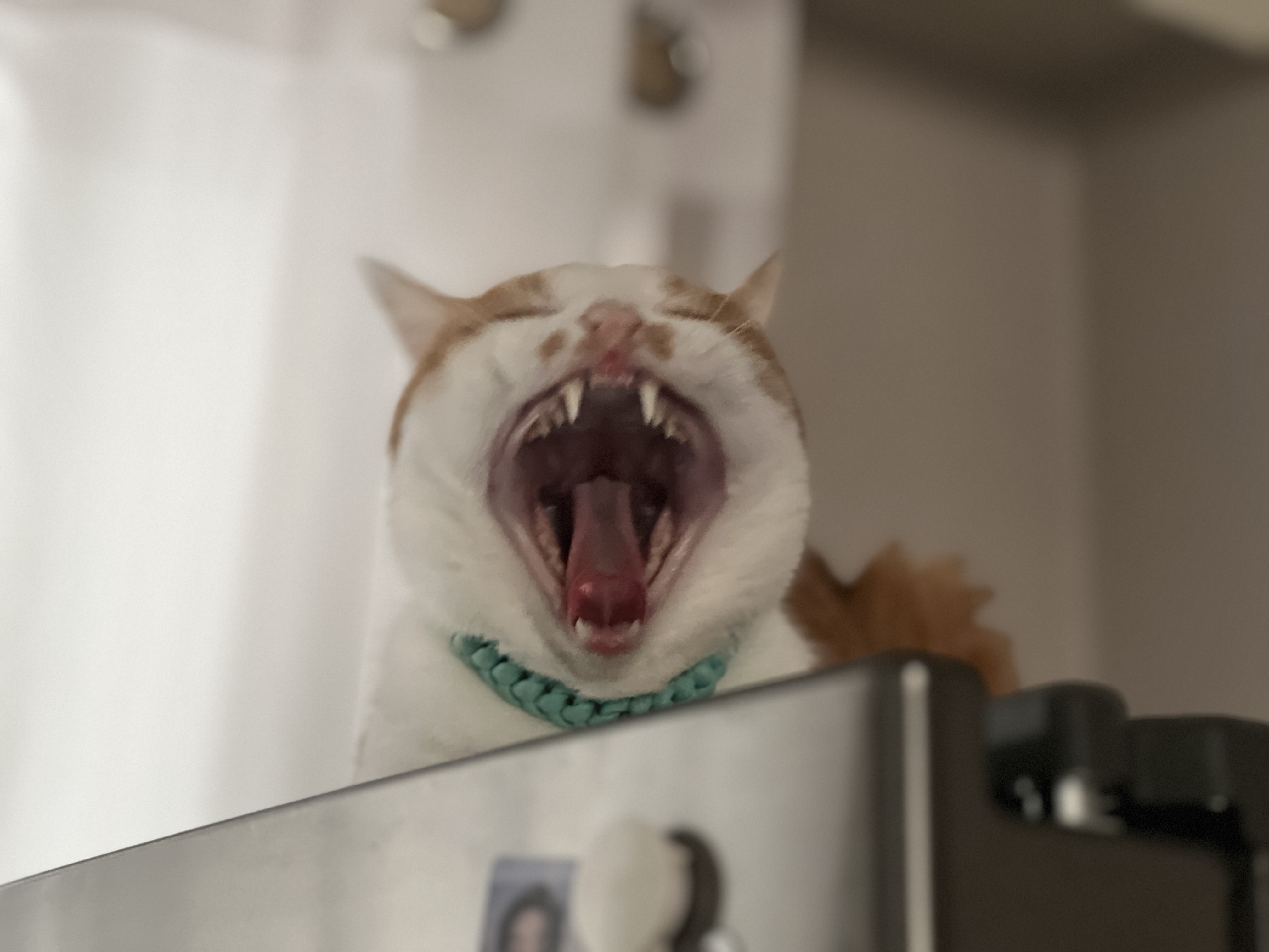 차니와 바니 (용감@씩씩이)