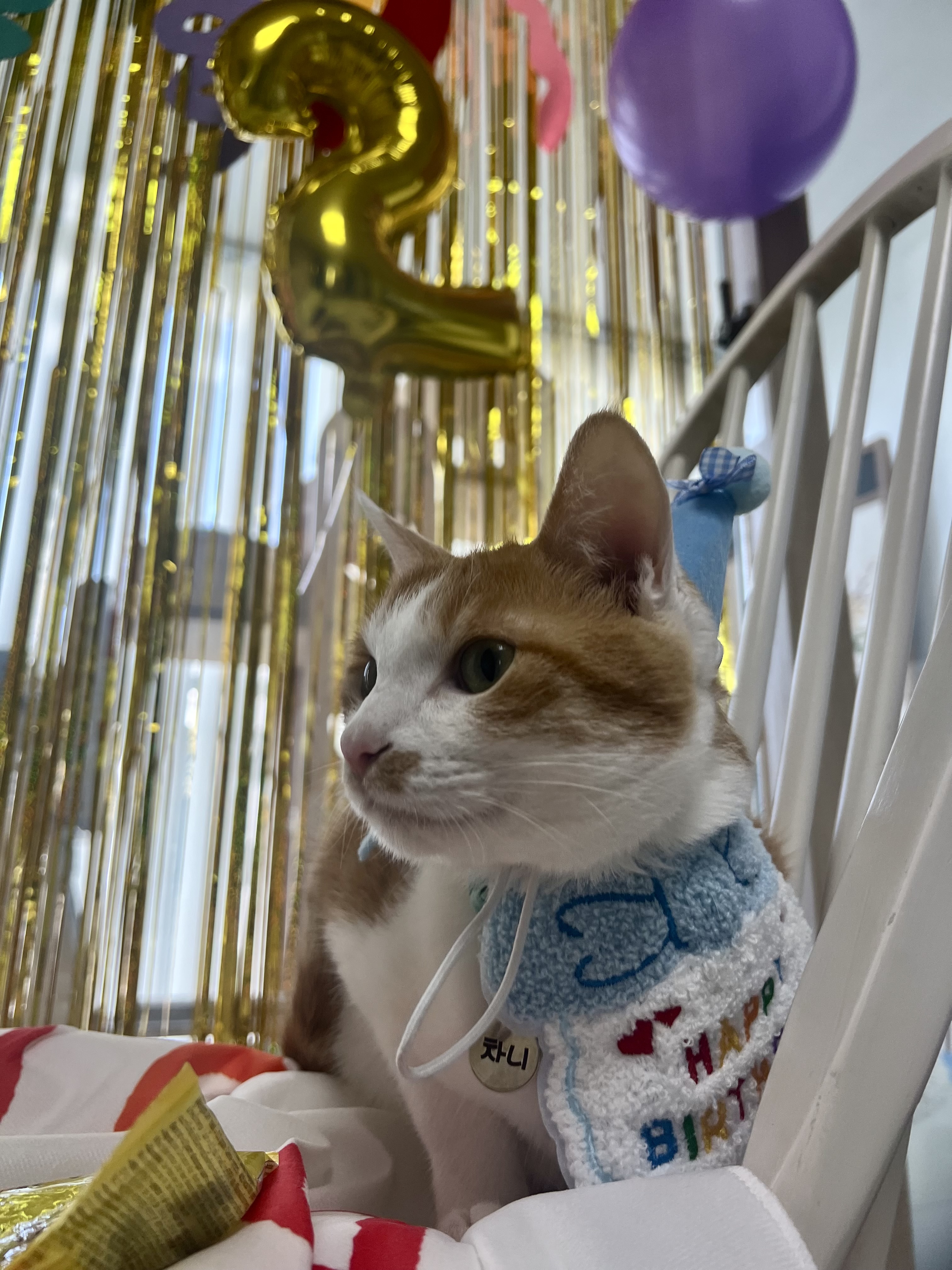 차니와 바니 (용감@씩씩이)