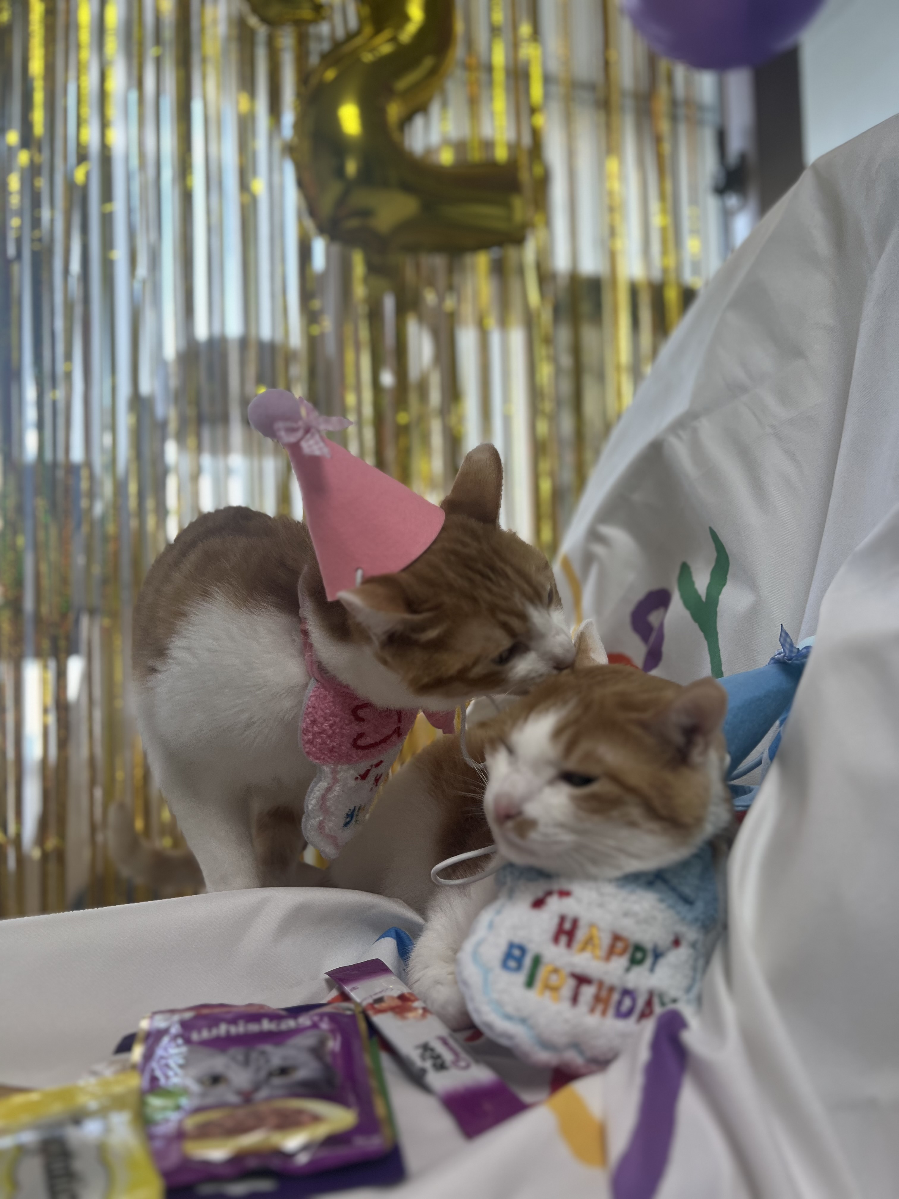 차니와 바니 (용감@씩씩이)