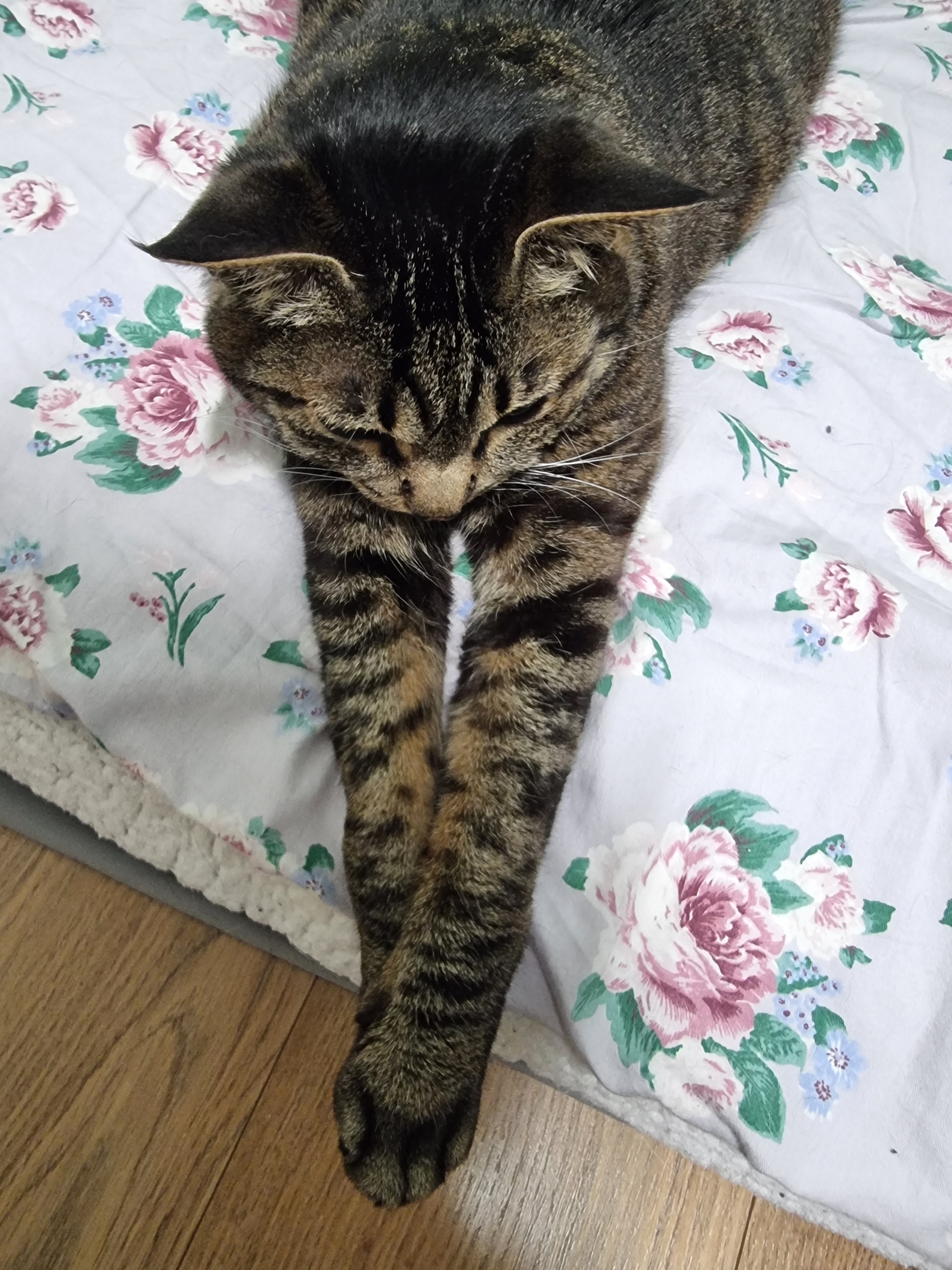 고양이 꿍이(꽁치) 입양 후 4년차 후기 