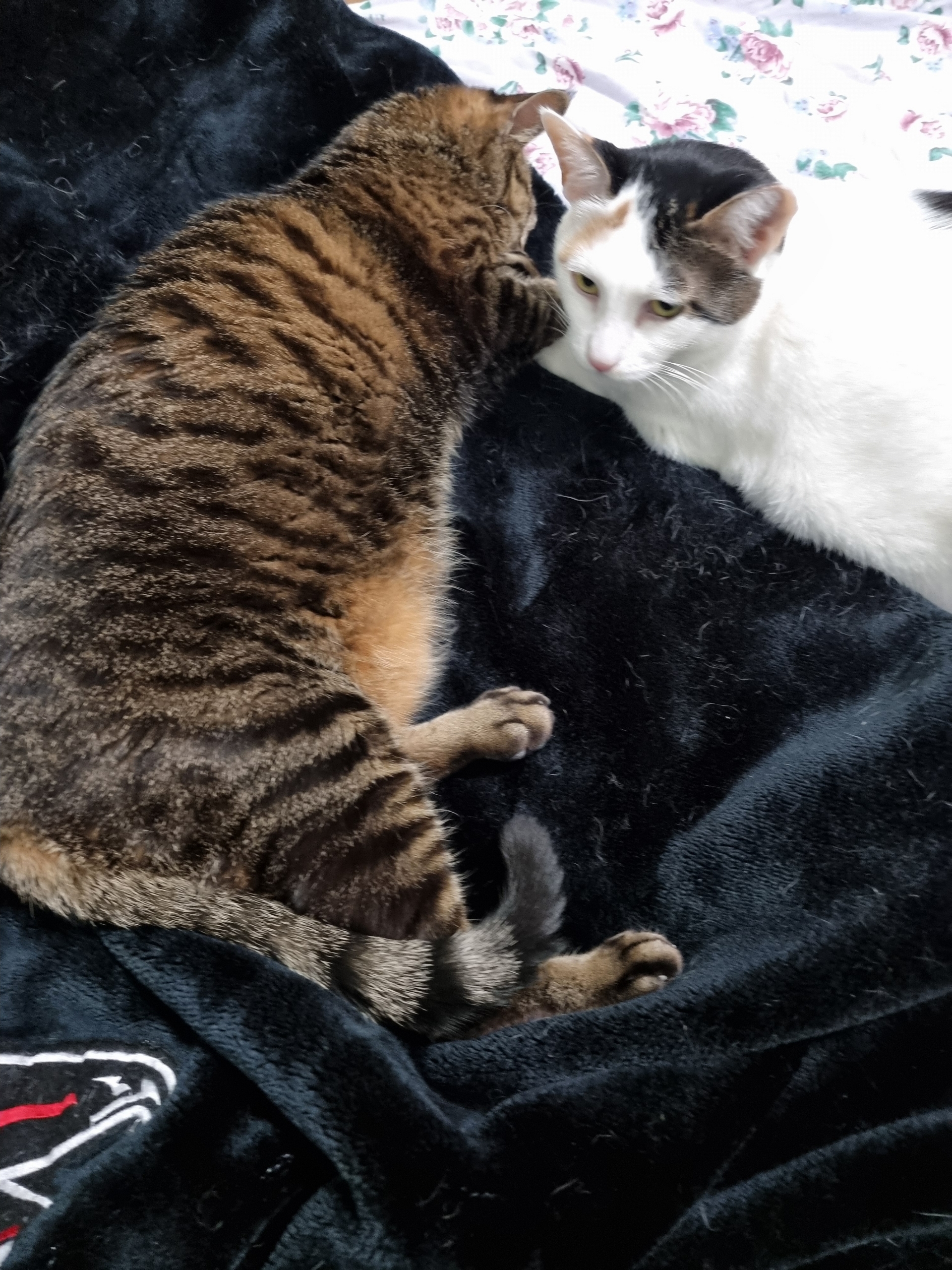 고양이 꿍이(꽁치) 입양 후 4년차 후기 