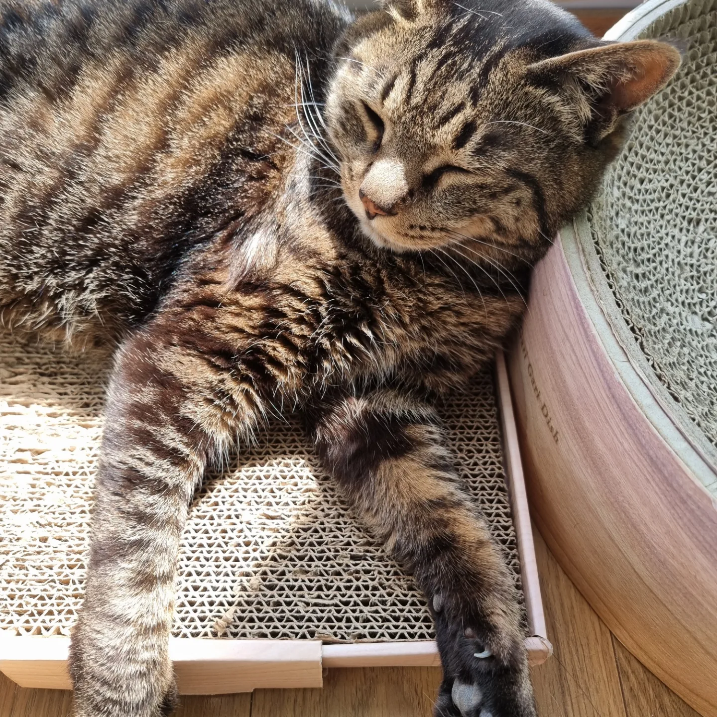 고양이 꿍이(꽁치) 입양 후 4년차 후기 