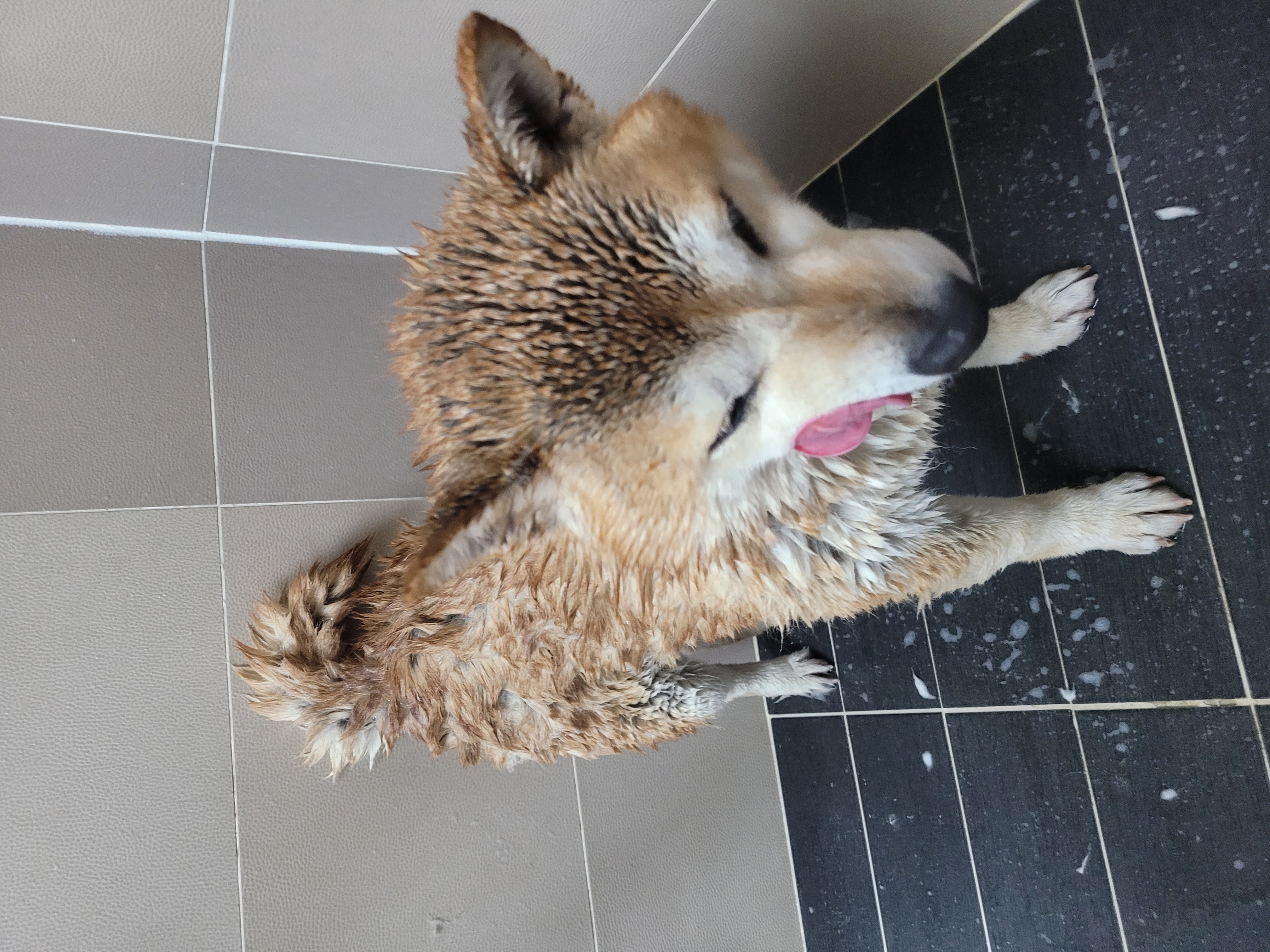 보령번식장 뚱땅(뚱이) 입양 5주차 이야기