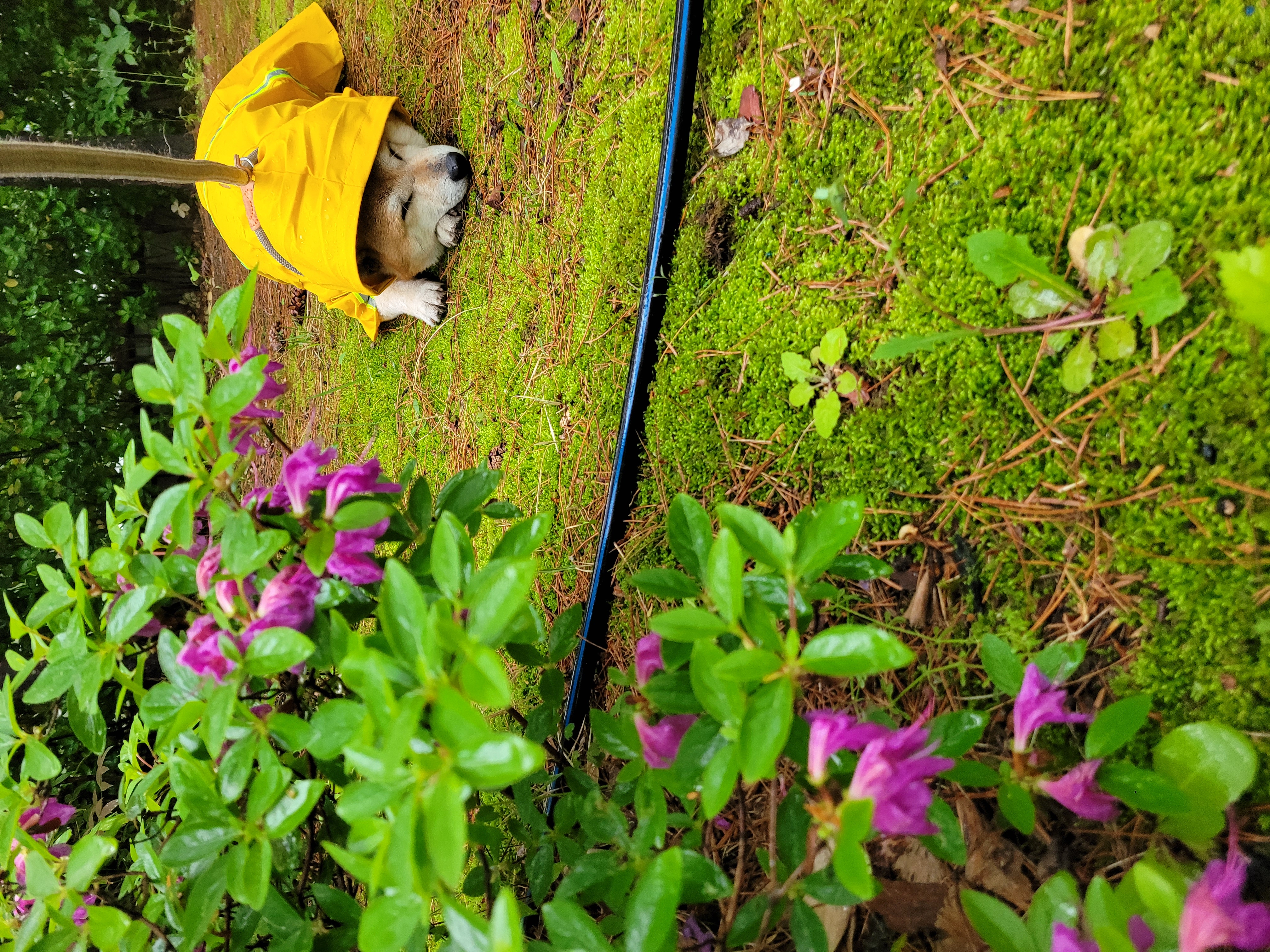 보령번식장 뚱땅(뚱이) 입양 5주차 이야기