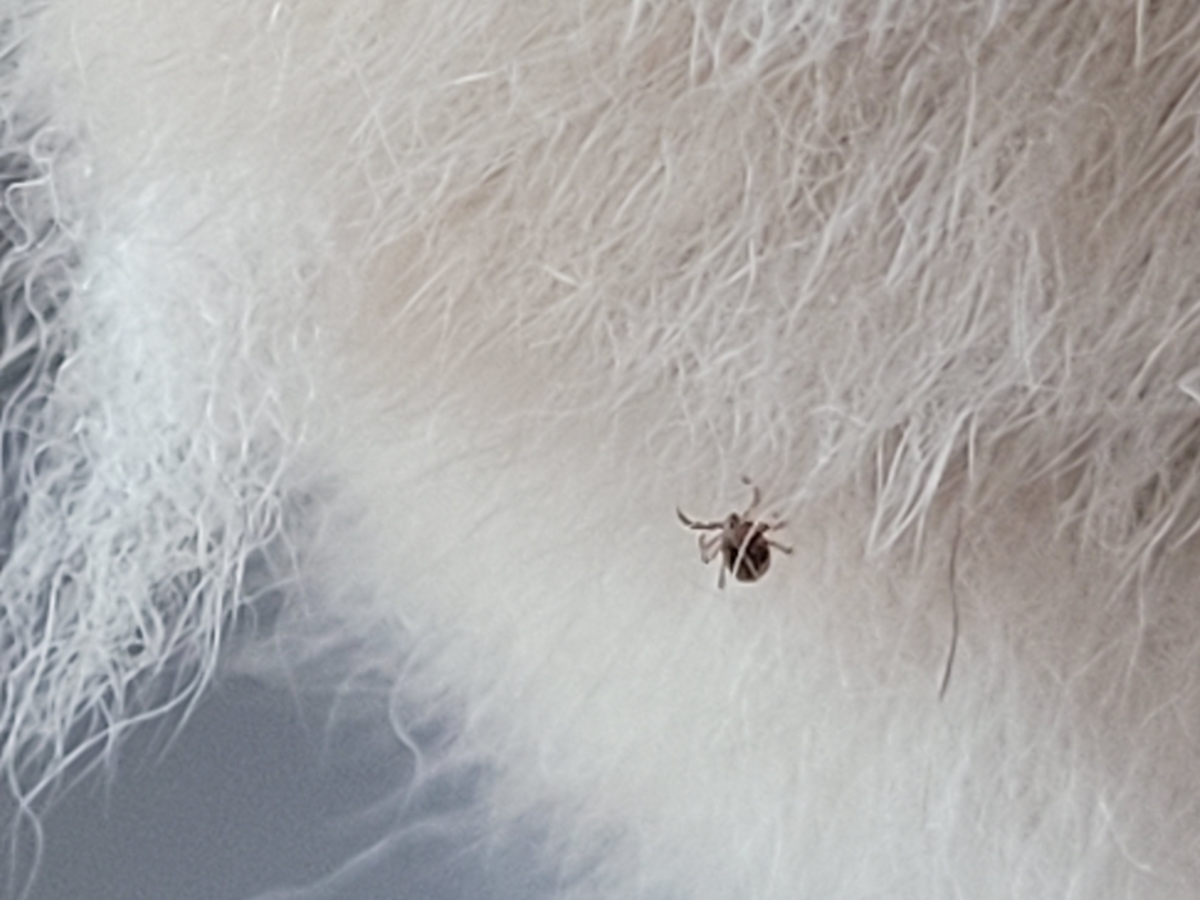 보령번식장 뚱땅(뚱이) 입양 5주차 이야기