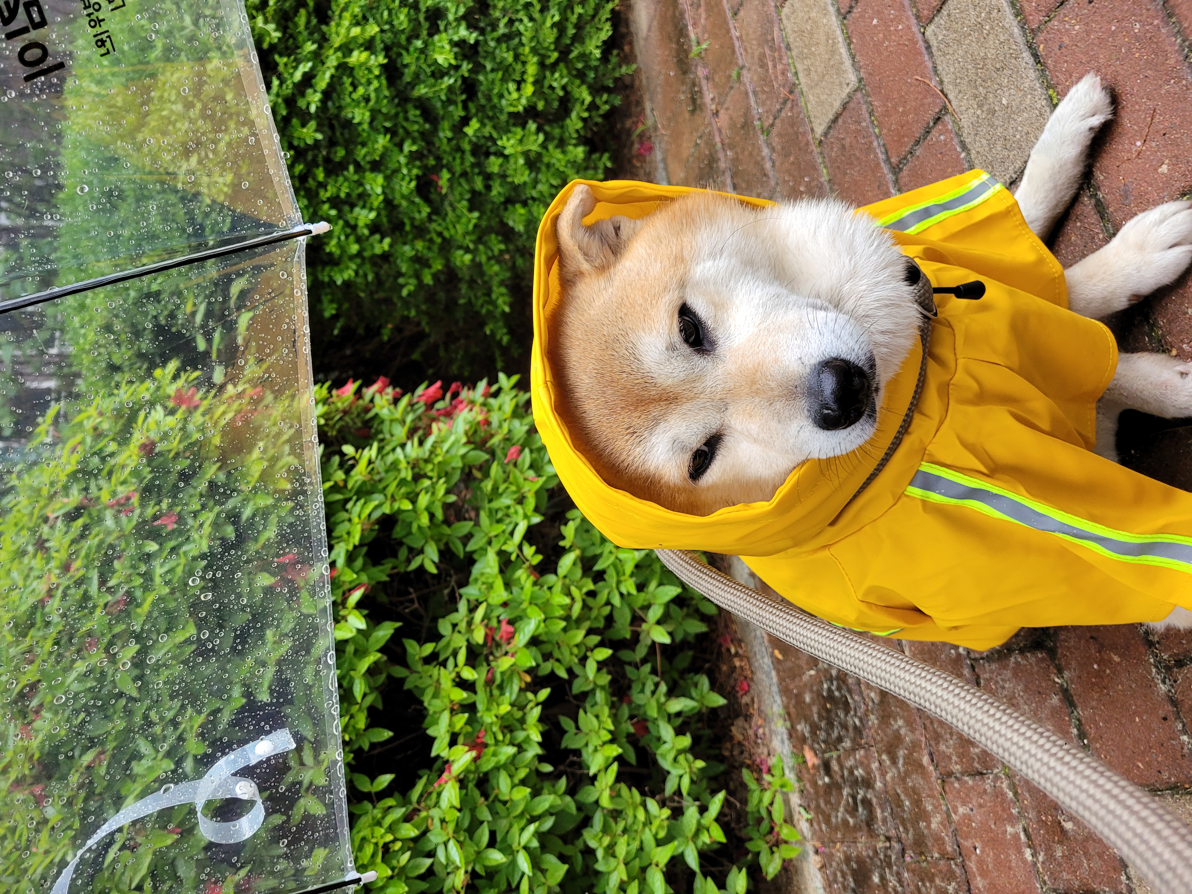 보령번식장 뚱땅(뚱이) 입양 5주차 이야기