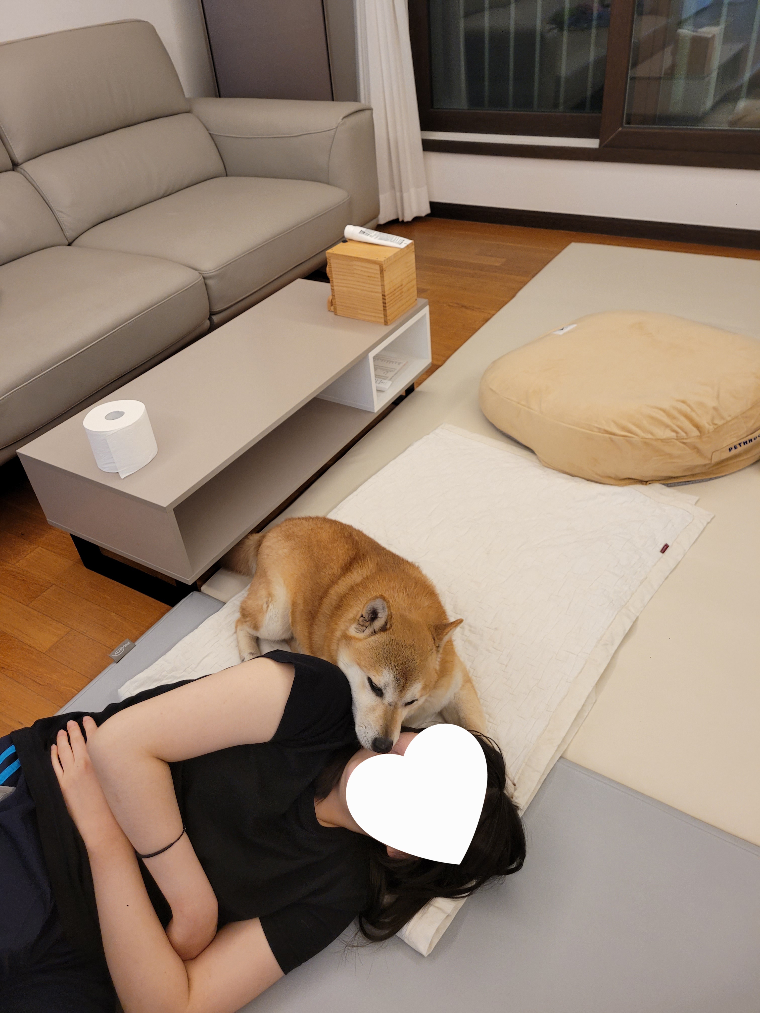 보령번식장 뚱땅(뚱이) 입양 5주차 이야기