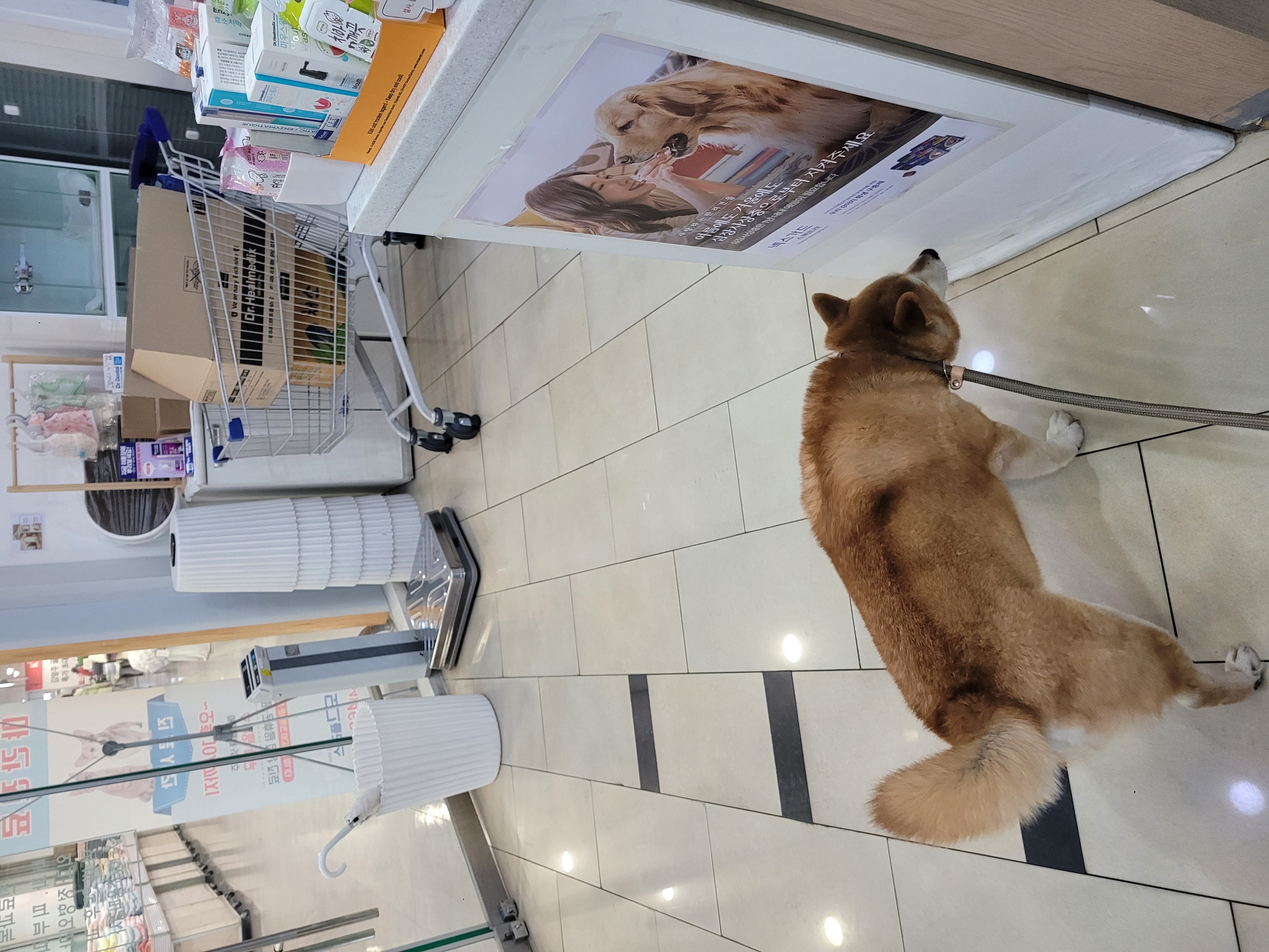 보령번식장 뚱땅(뚱이) 입양 5주차 이야기