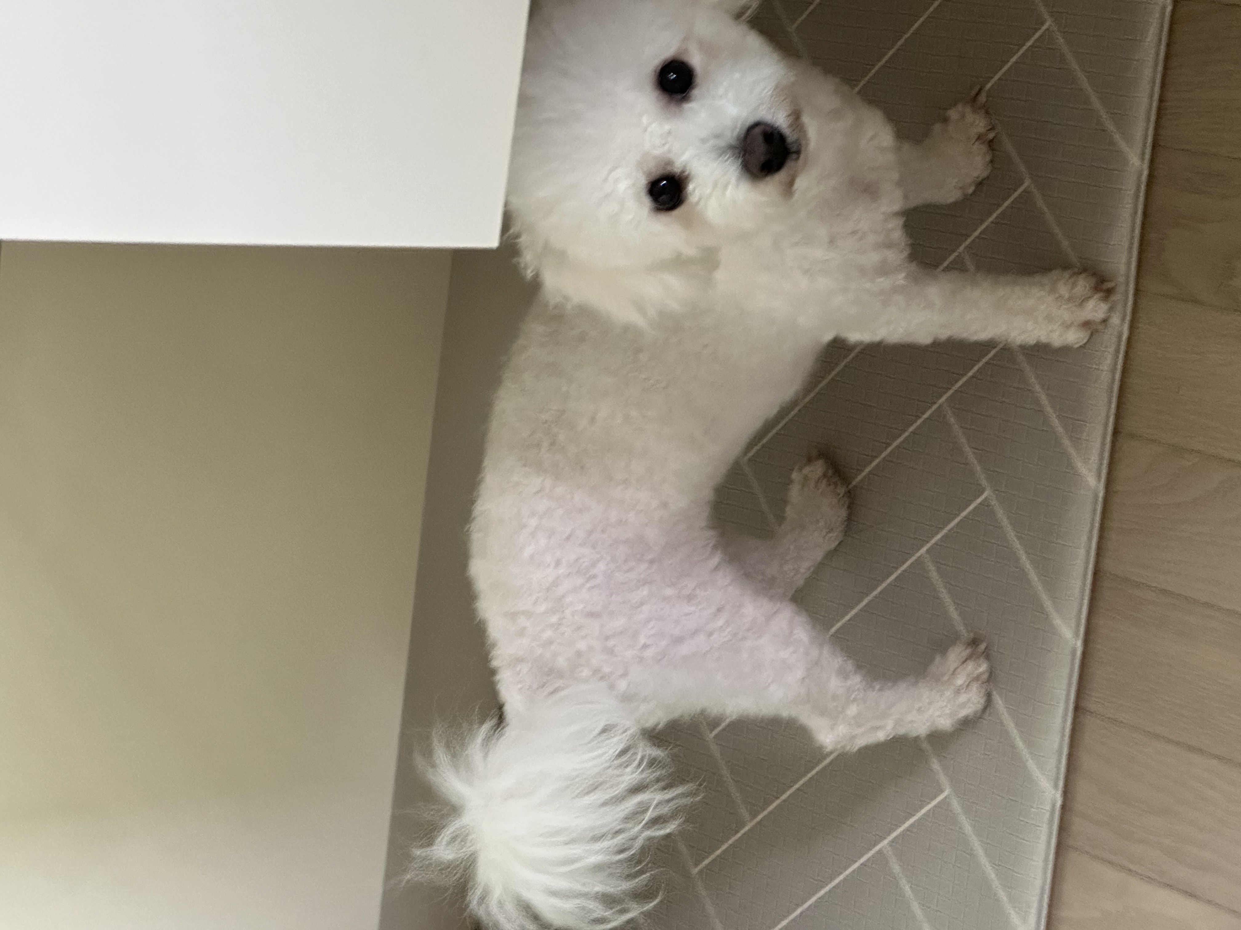 모찌(전 아름이)의 한달차 이야기 