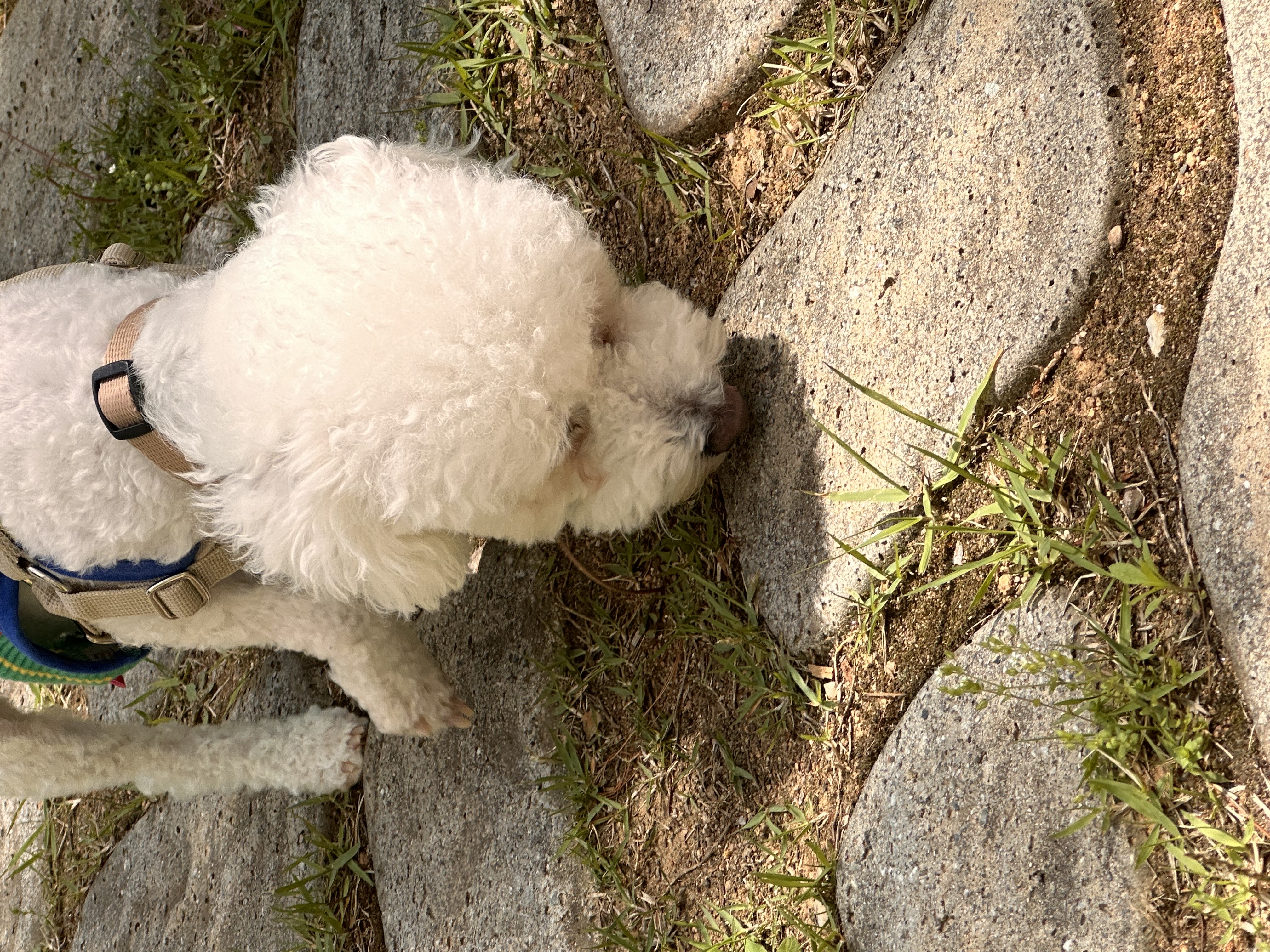 모찌(전 아름이)의 한달차 이야기 