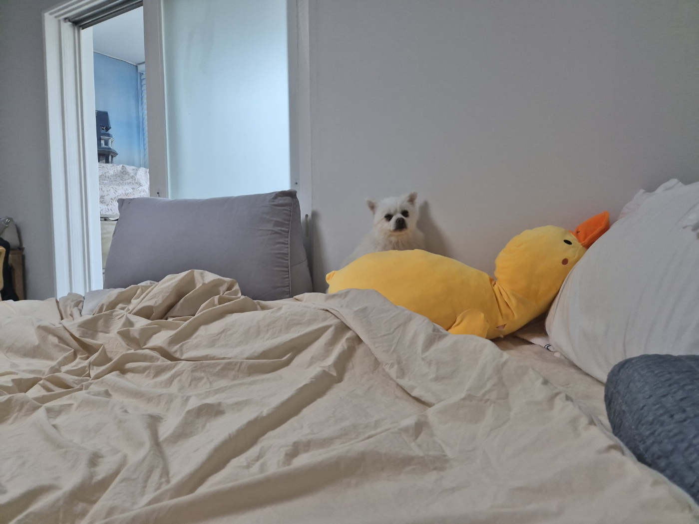 임시보호 보령 번식장 뽀화이야기(일주일)