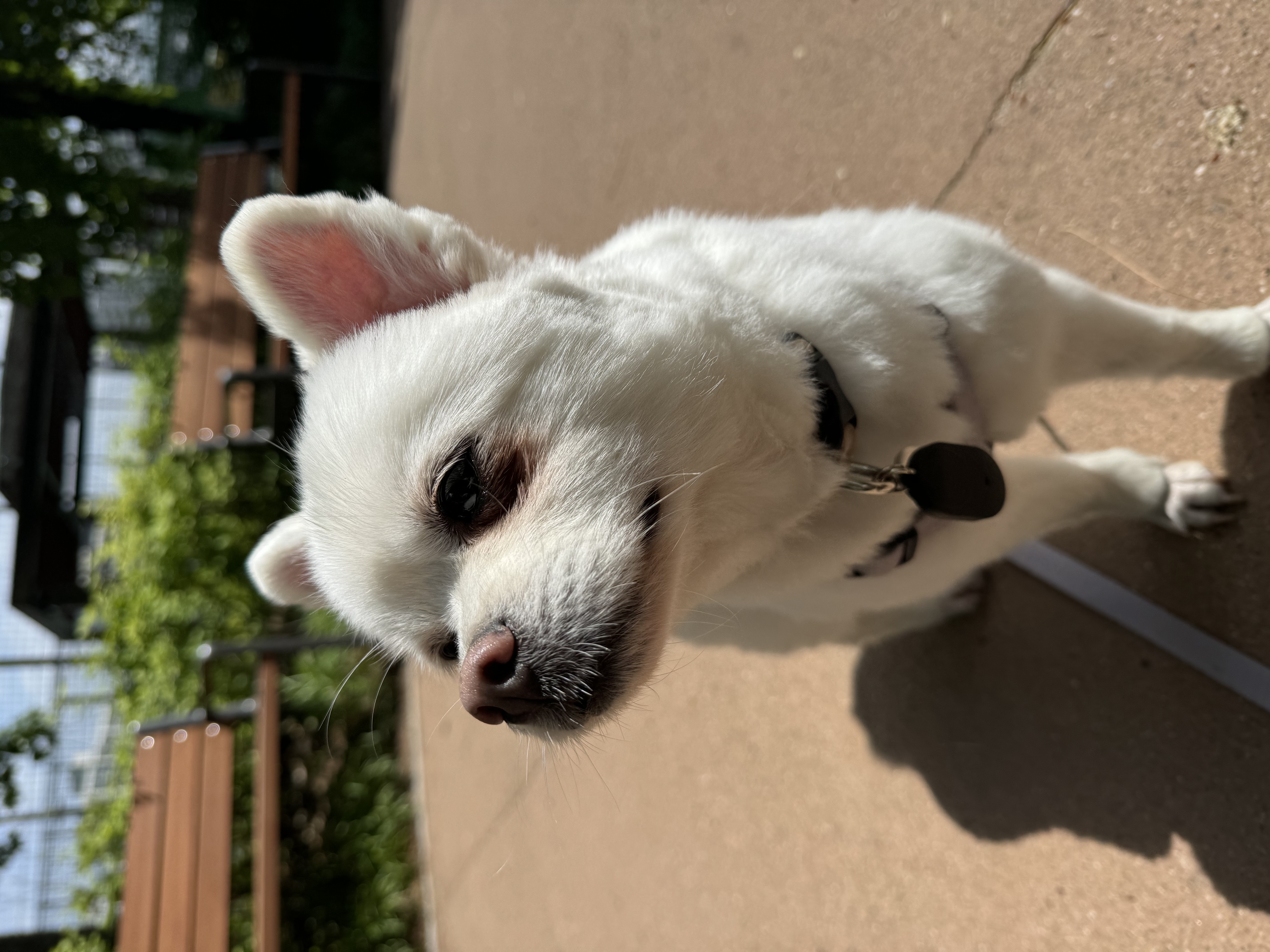 임시보호 보령 번식장 뽀화이야기(일주일)