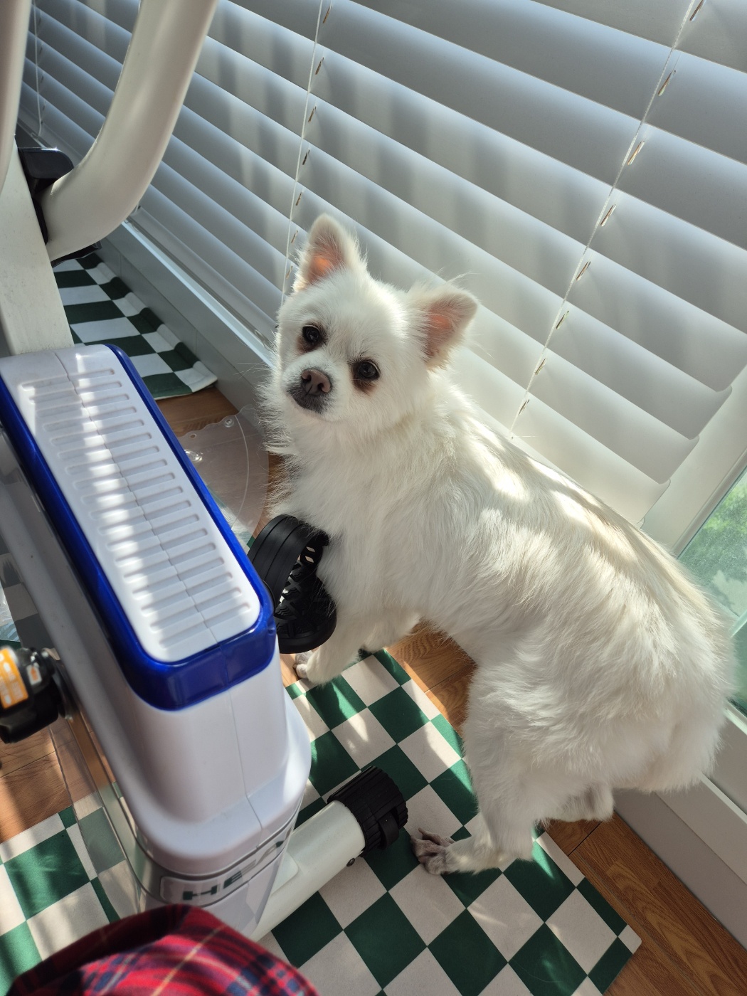 임시보호 보령 번식장 뽀화이야기(일주일)