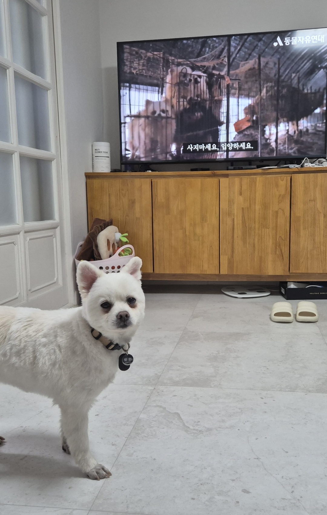 임시보호 보령 번식장 뽀화이야기(일주일)