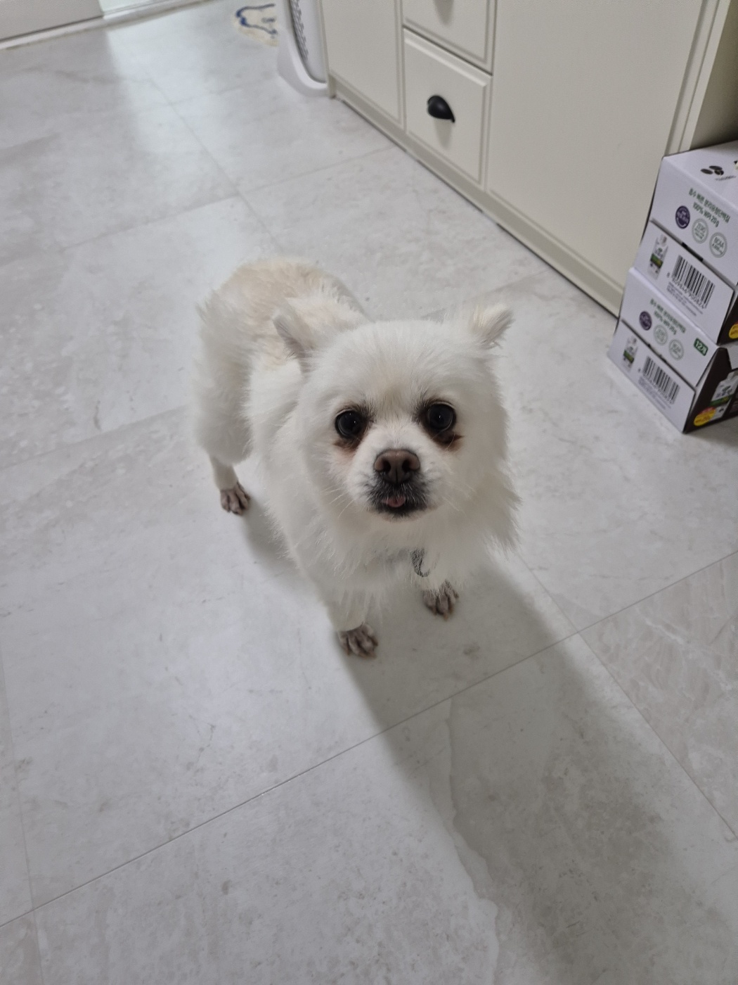 임시보호 보령 번식장 뽀화이야기(일주일)