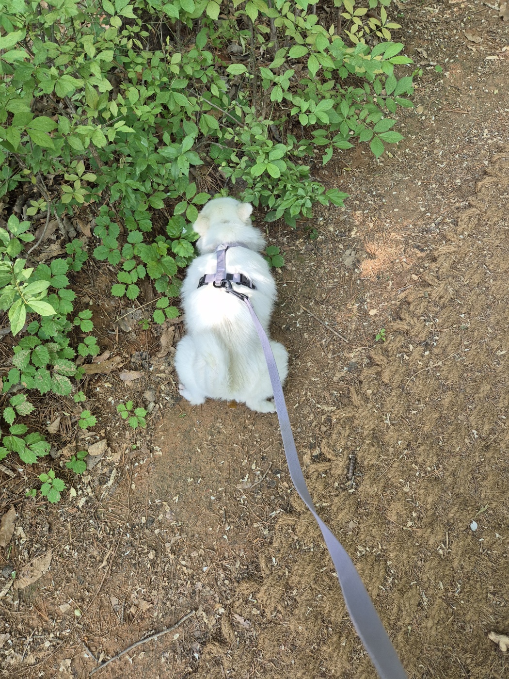 임시보호 보령 번식장 뽀화이야기(일주일)