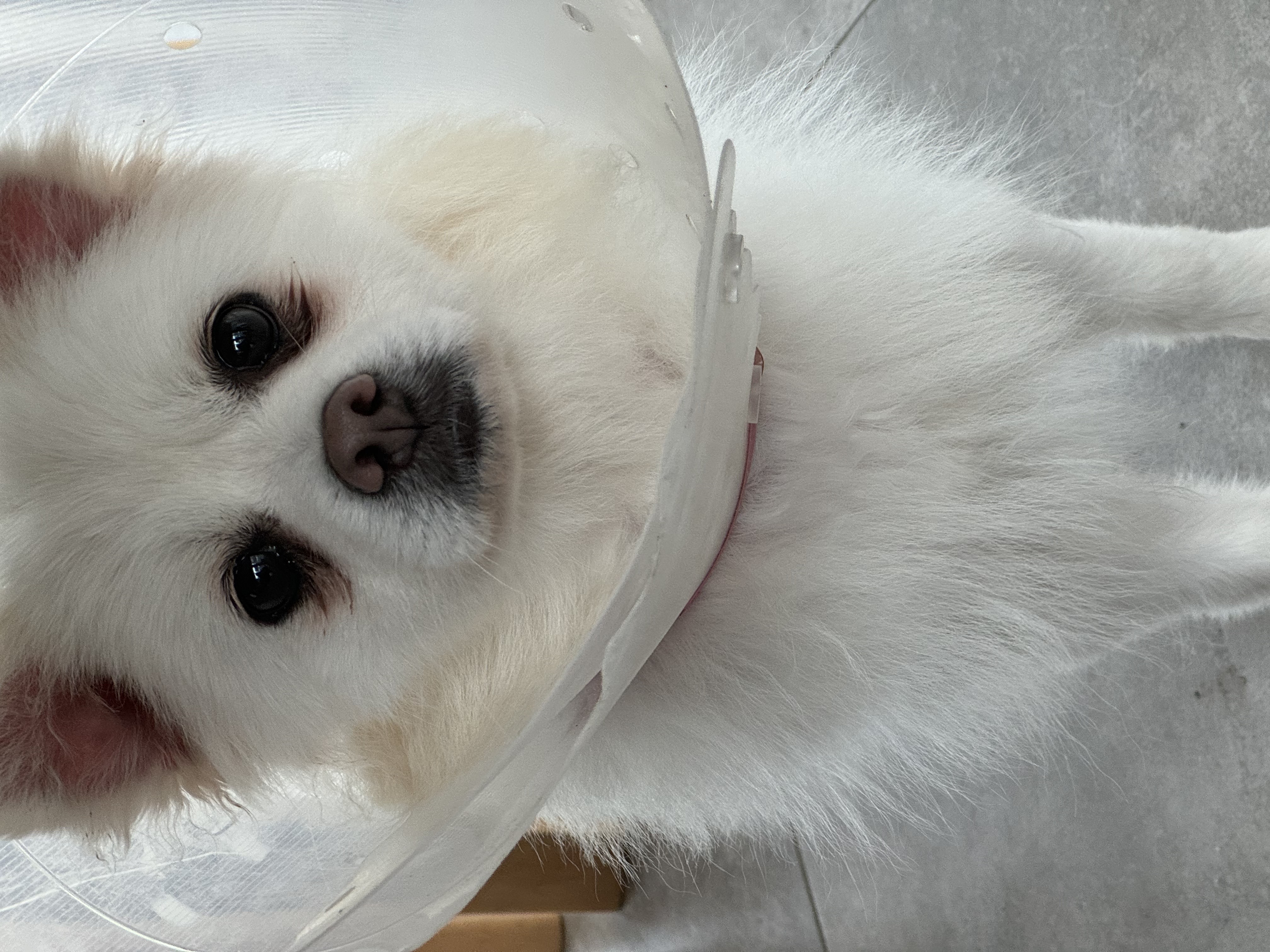 임시보호 보령 번식장 뽀화이야기(일주일)