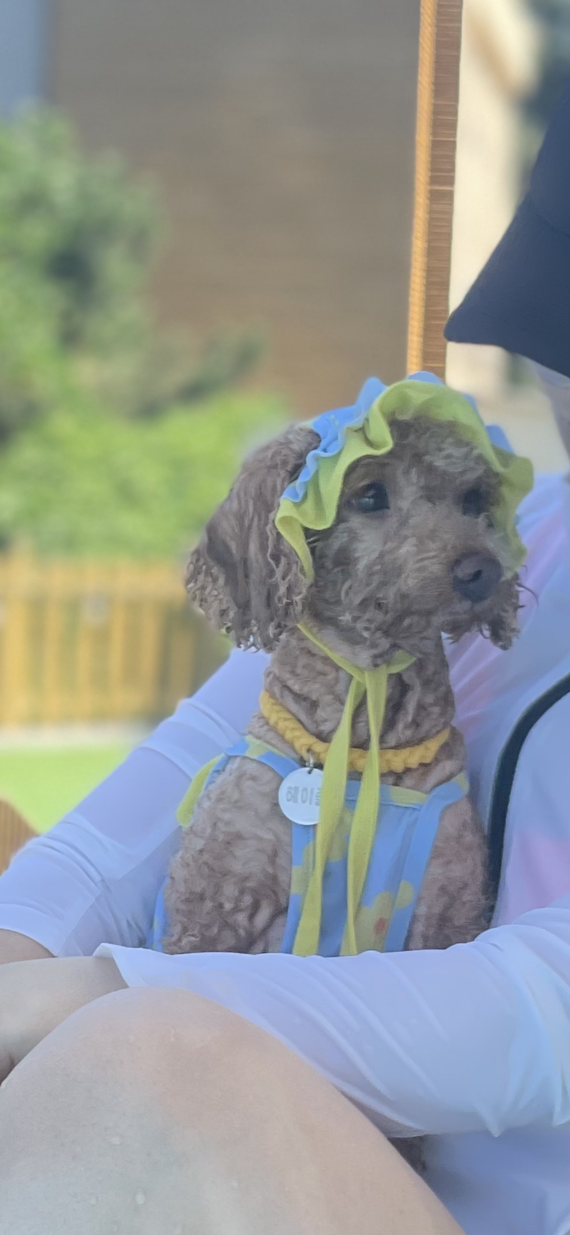 헤이즐(곤지암구조견) 입양 후 3주년 이야기