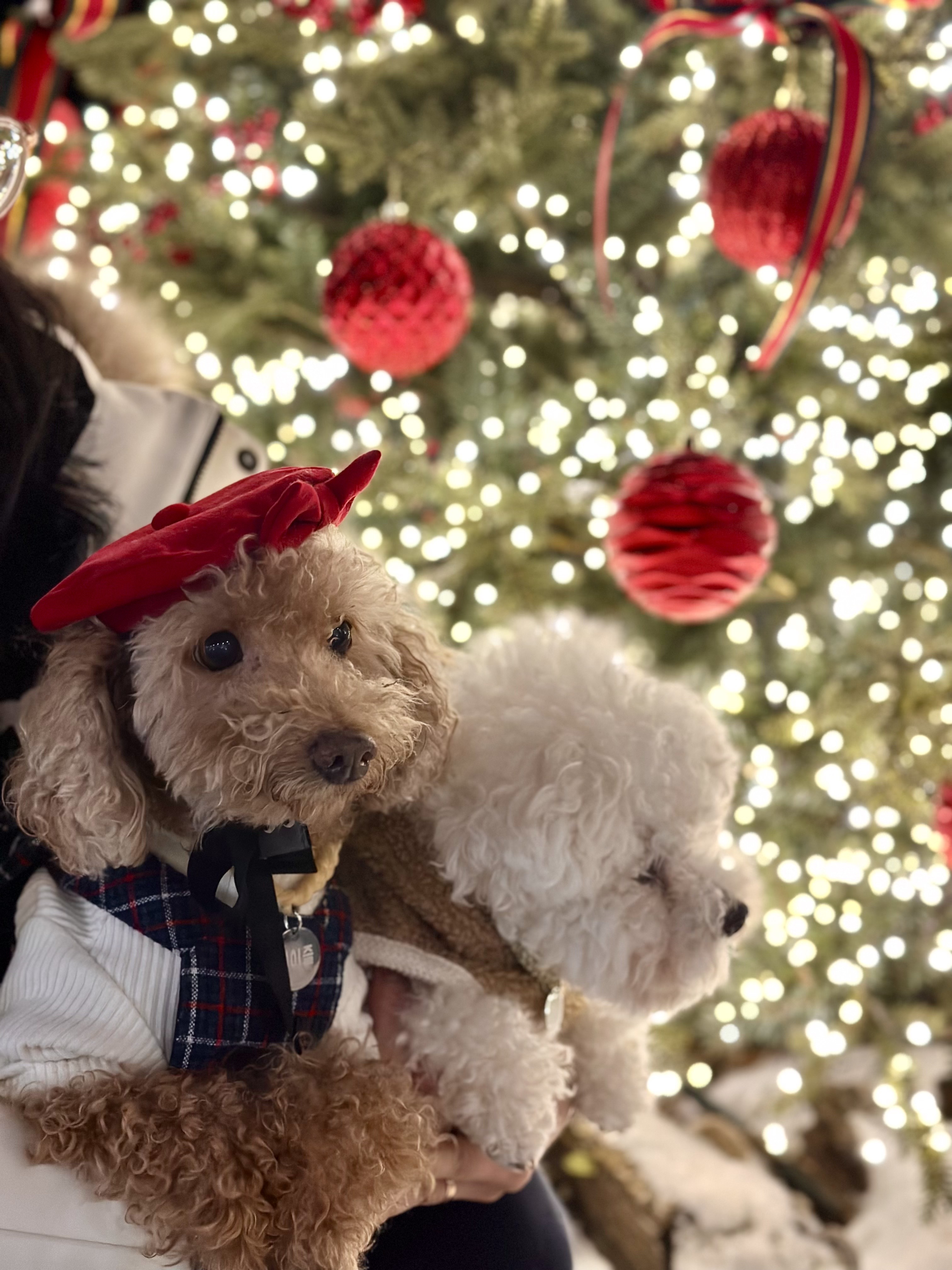 헤이즐(곤지암구조견) 입양 후 3주년 이야기