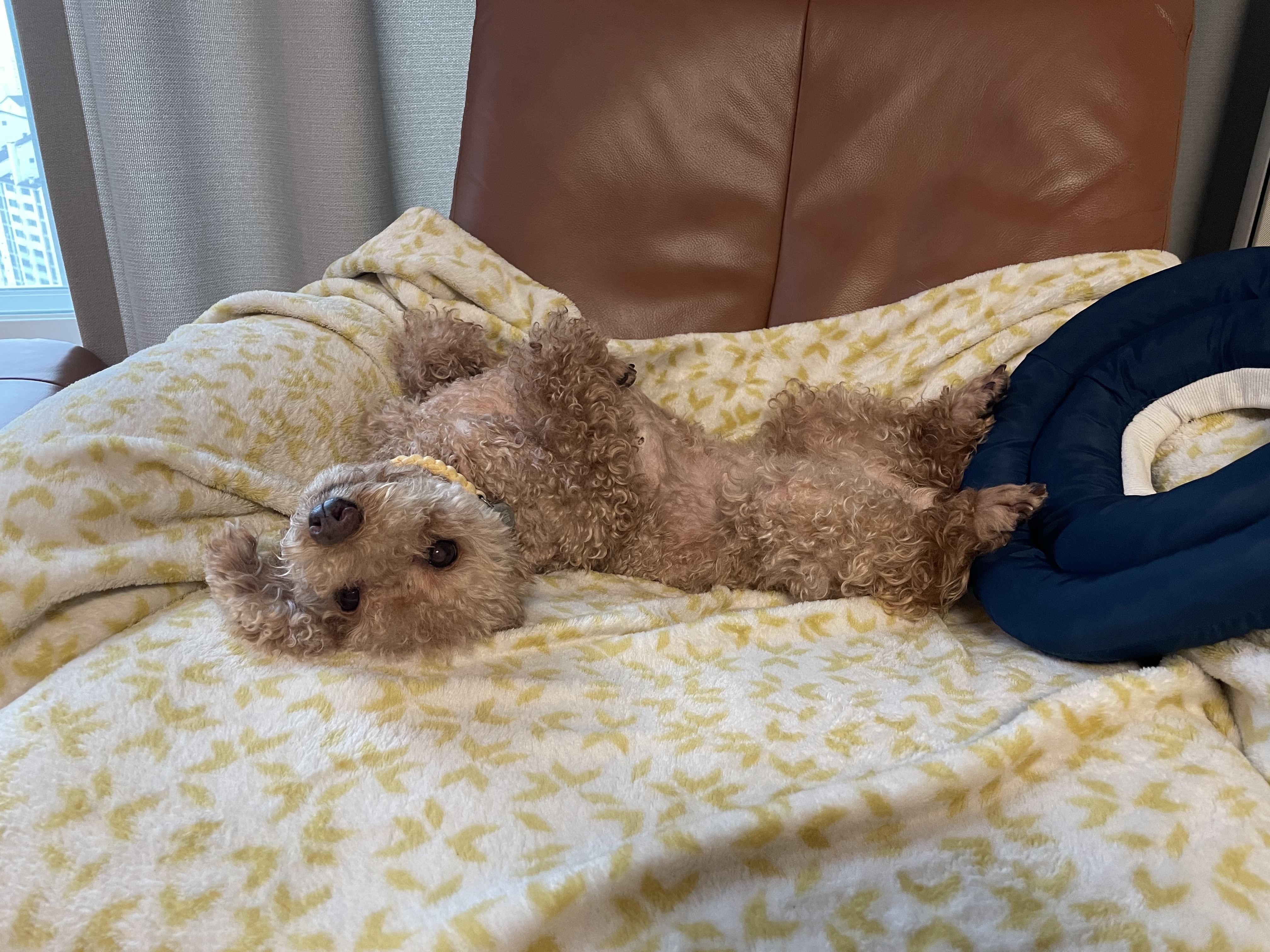 헤이즐(곤지암구조견) 입양 후 3주년 이야기