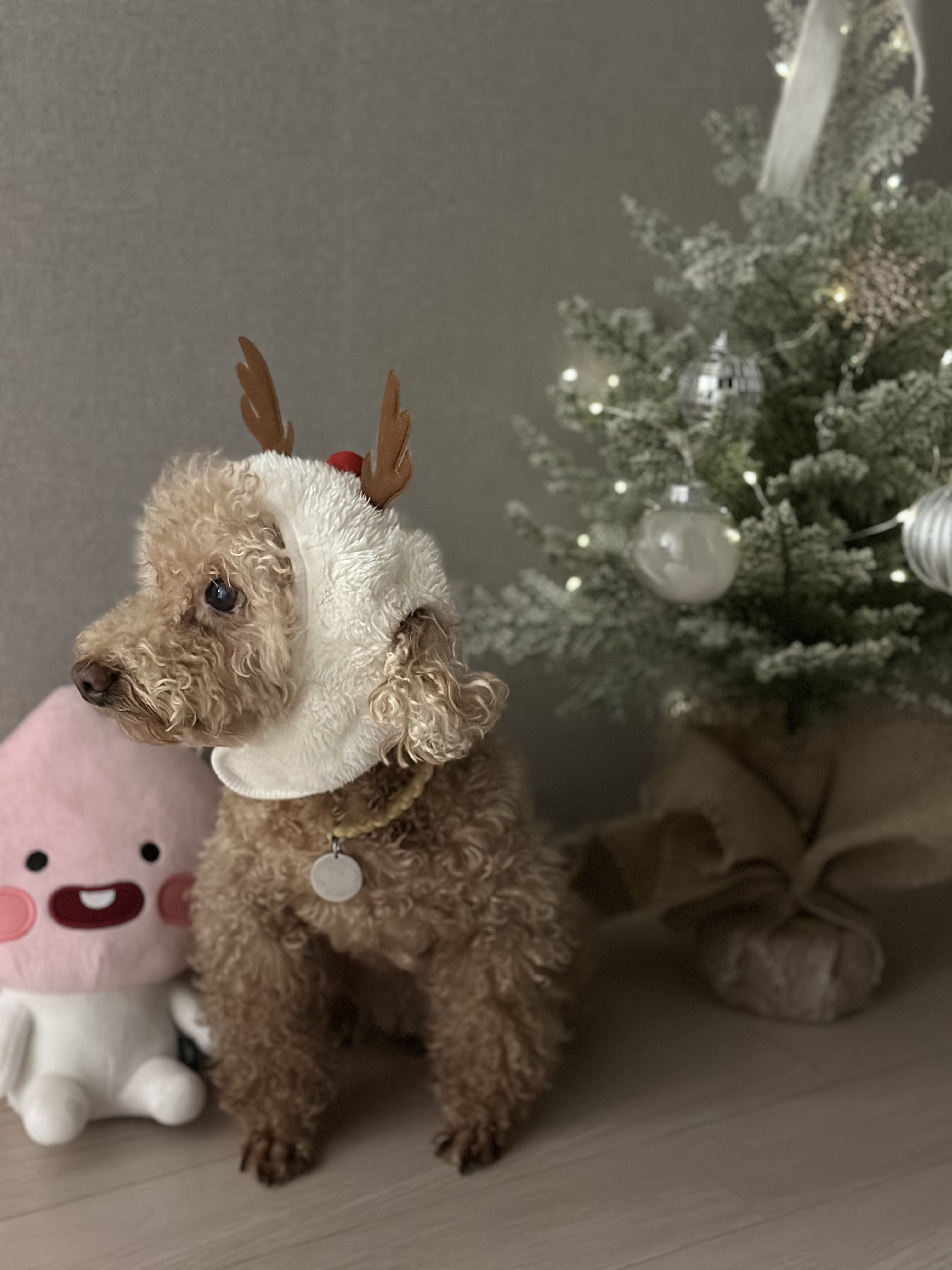 헤이즐(곤지암구조견) 입양 후 3주년 이야기