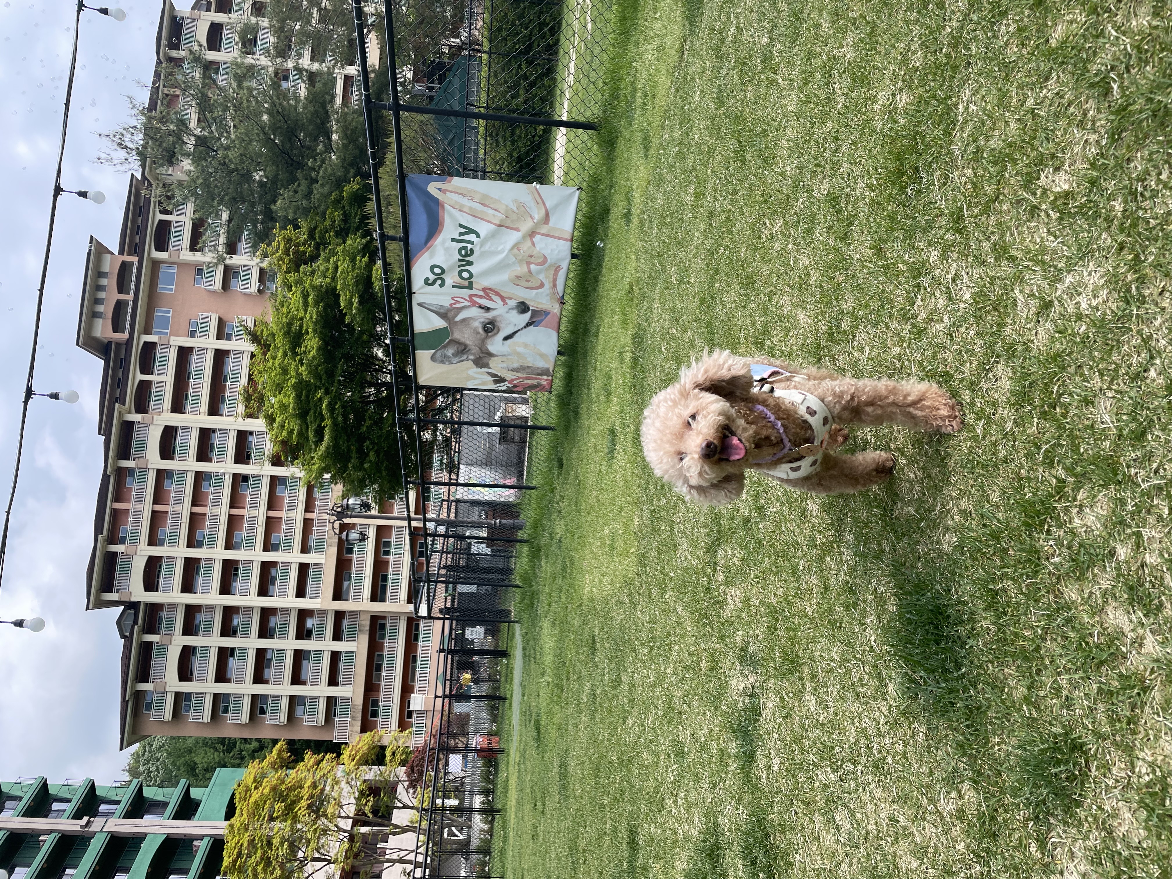 헤이즐(곤지암구조견) 입양 후 3주년 이야기