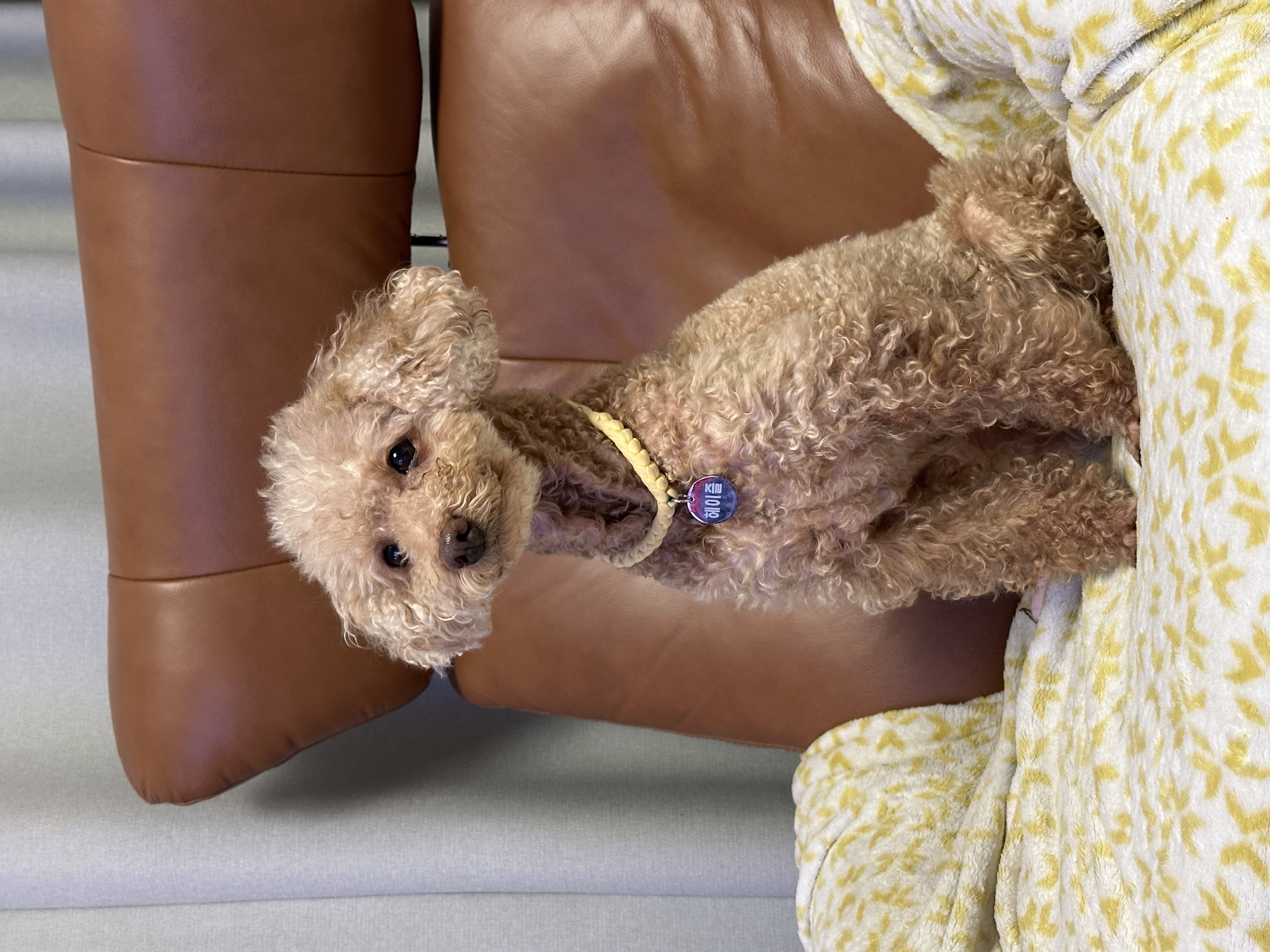 헤이즐(곤지암구조견) 입양 후 3주년 이야기