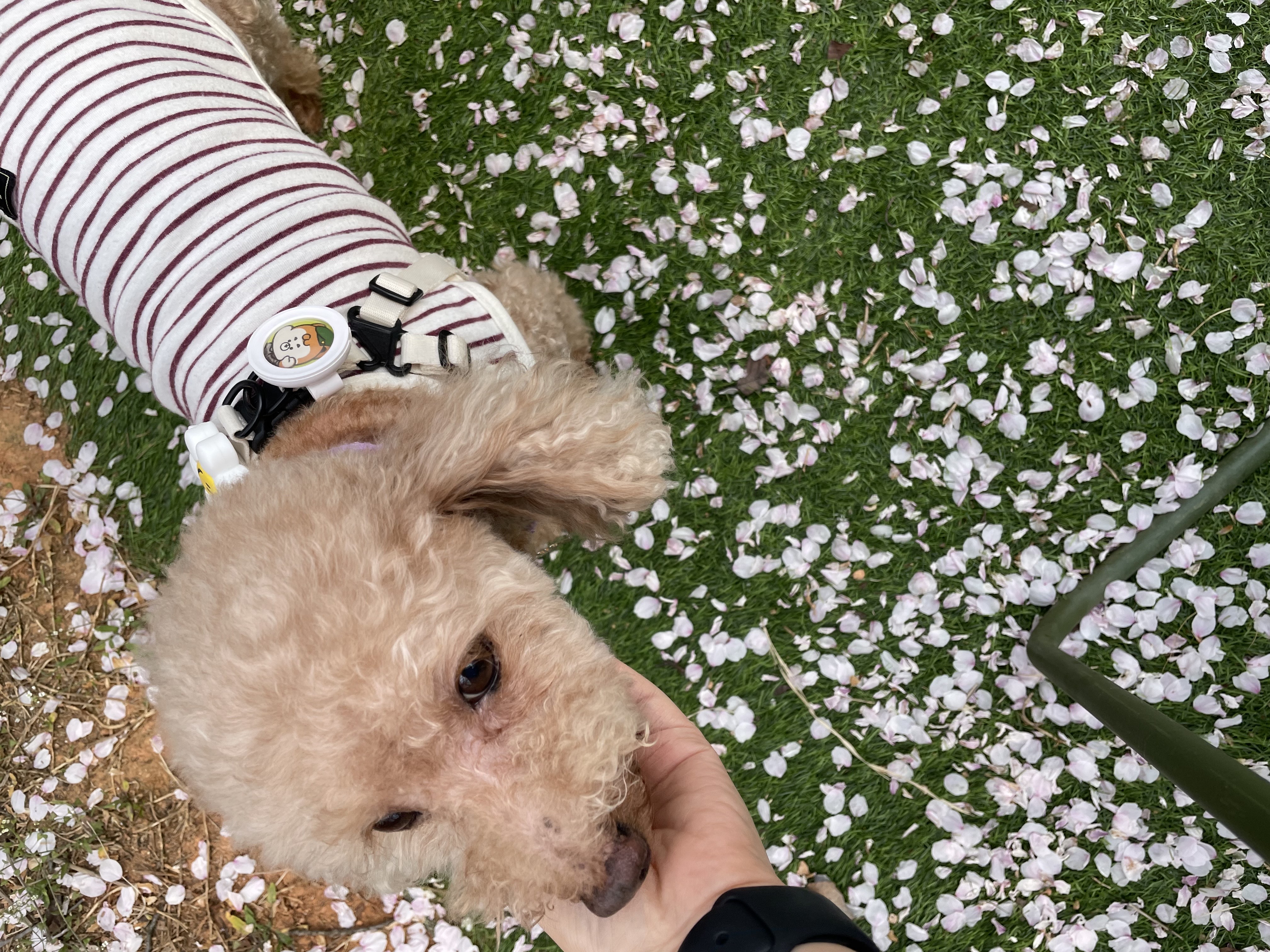 헤이즐(곤지암구조견) 입양 후 3주년 이야기