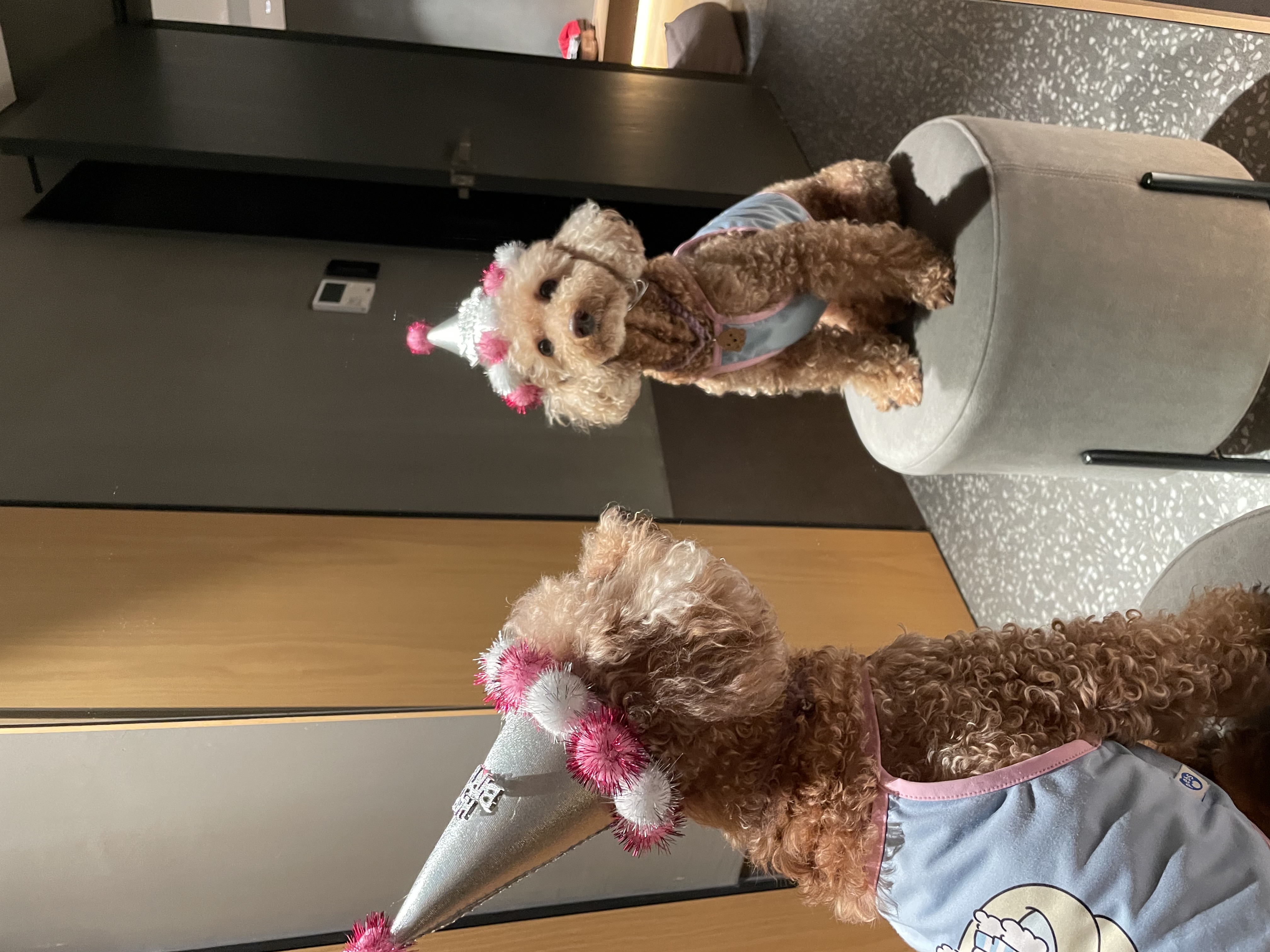 헤이즐(곤지암구조견) 입양 후 3주년 이야기