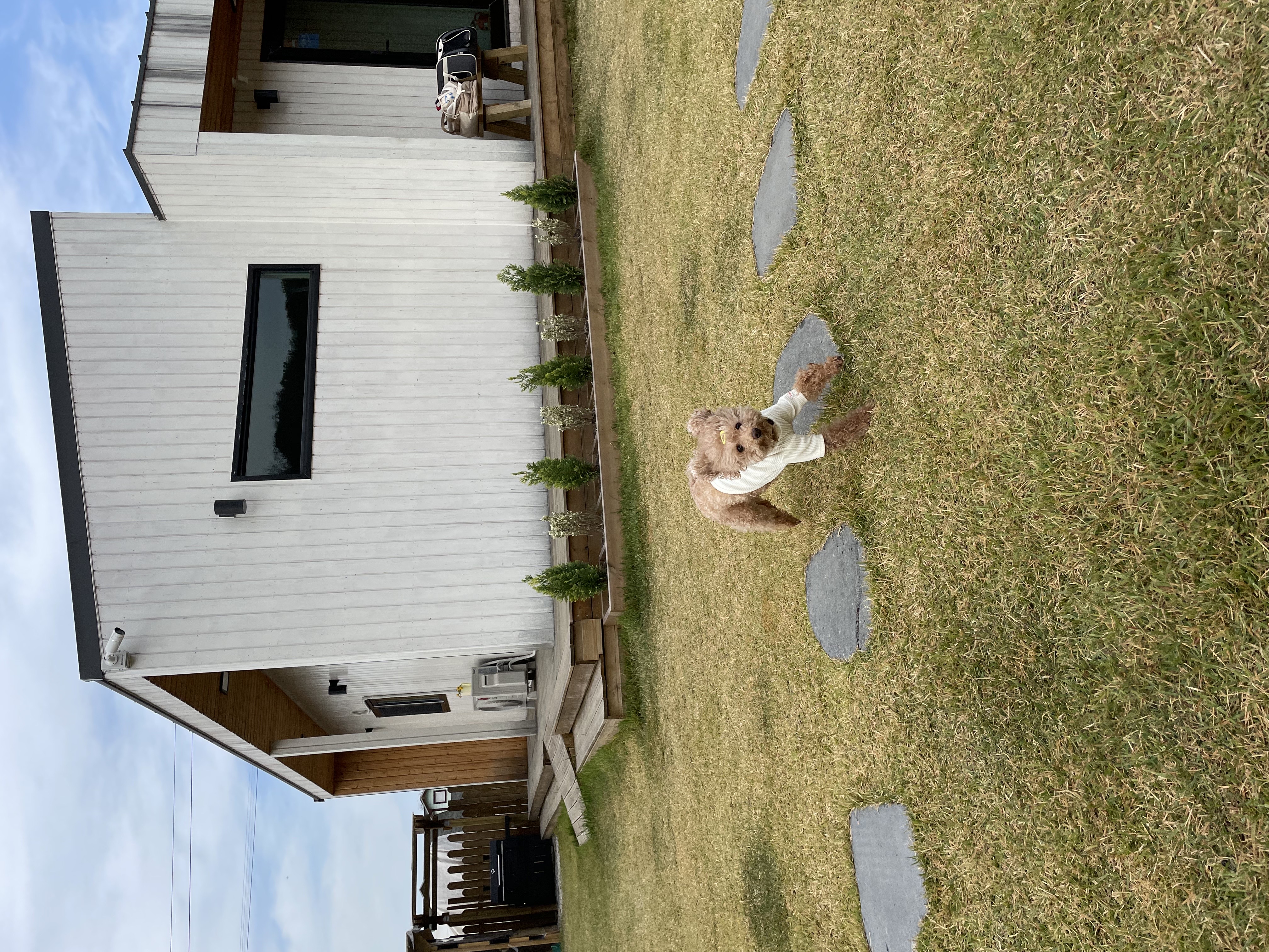 헤이즐(곤지암구조견) 입양 후 3주년 이야기