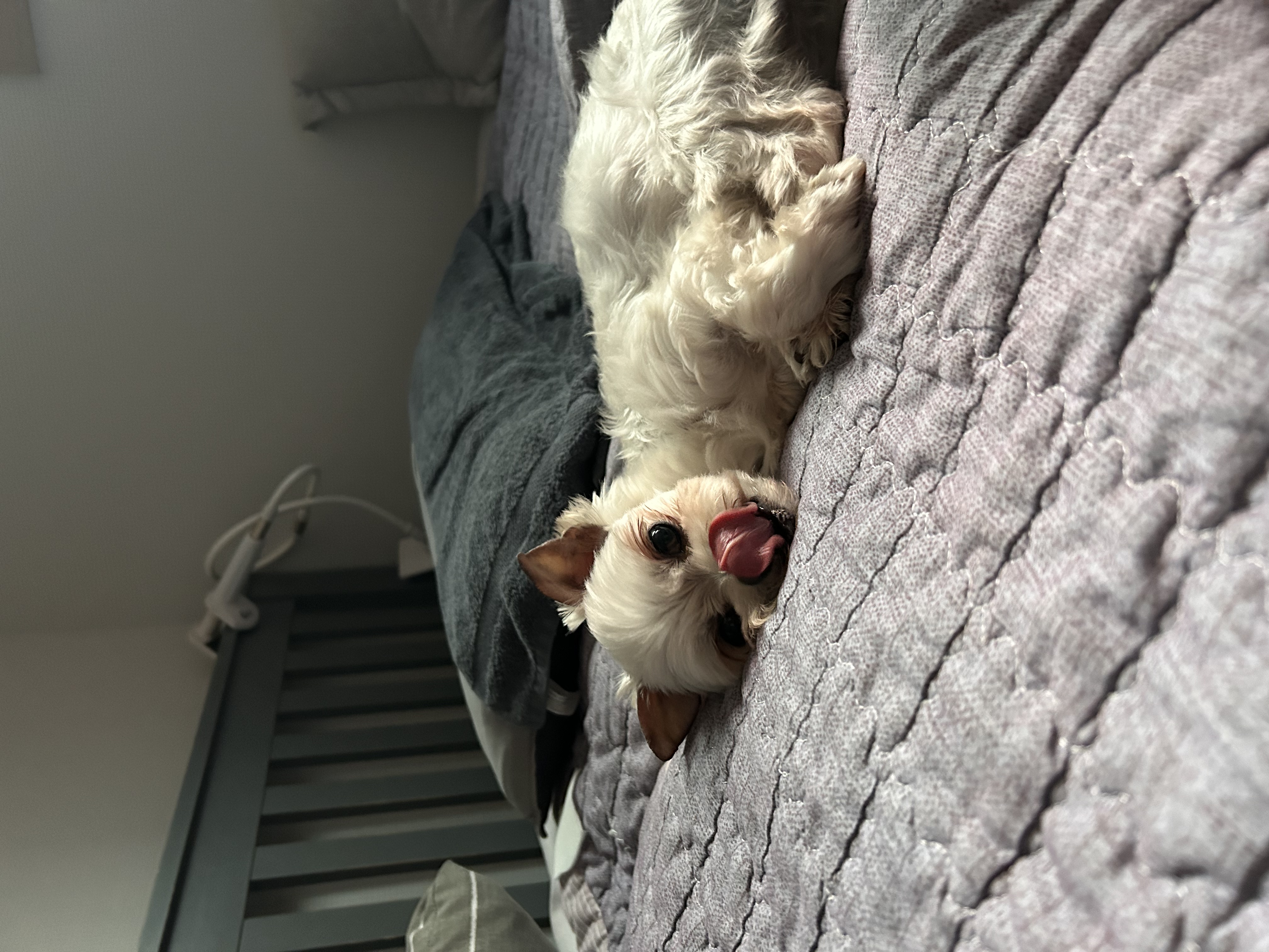 예뽕이일주일차