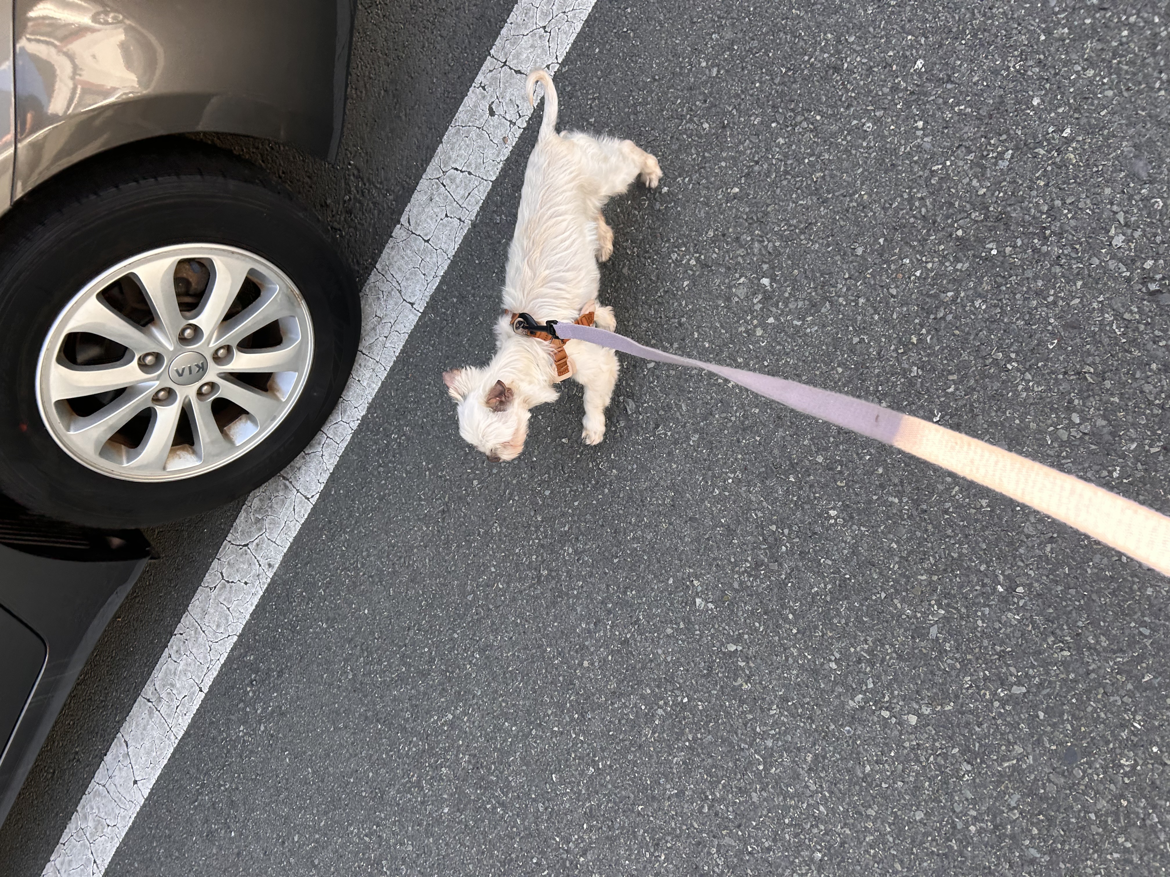 예뽕이일주일차